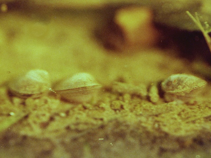 musculum_lacustre1md