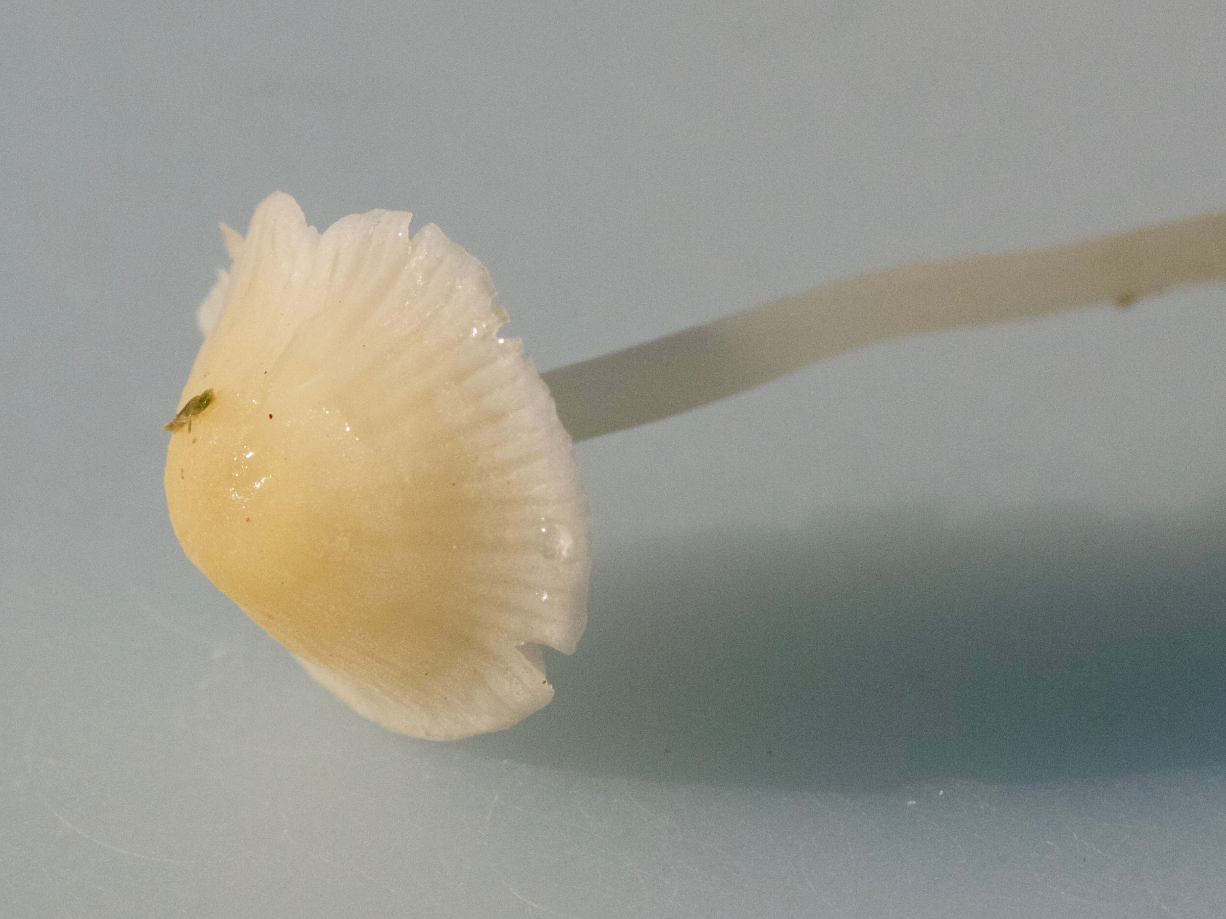 mycena_flavoalba3md
