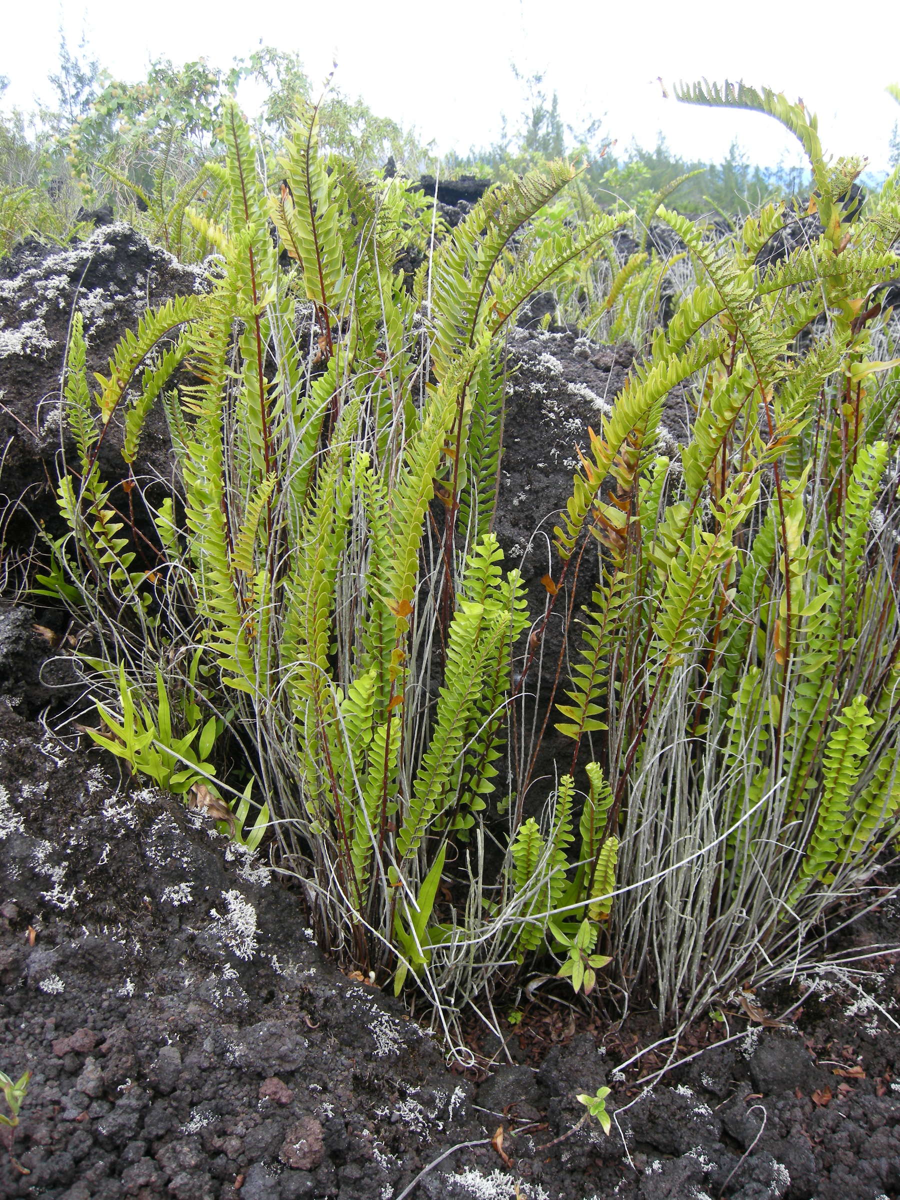 nephrolepis_abrupta2md