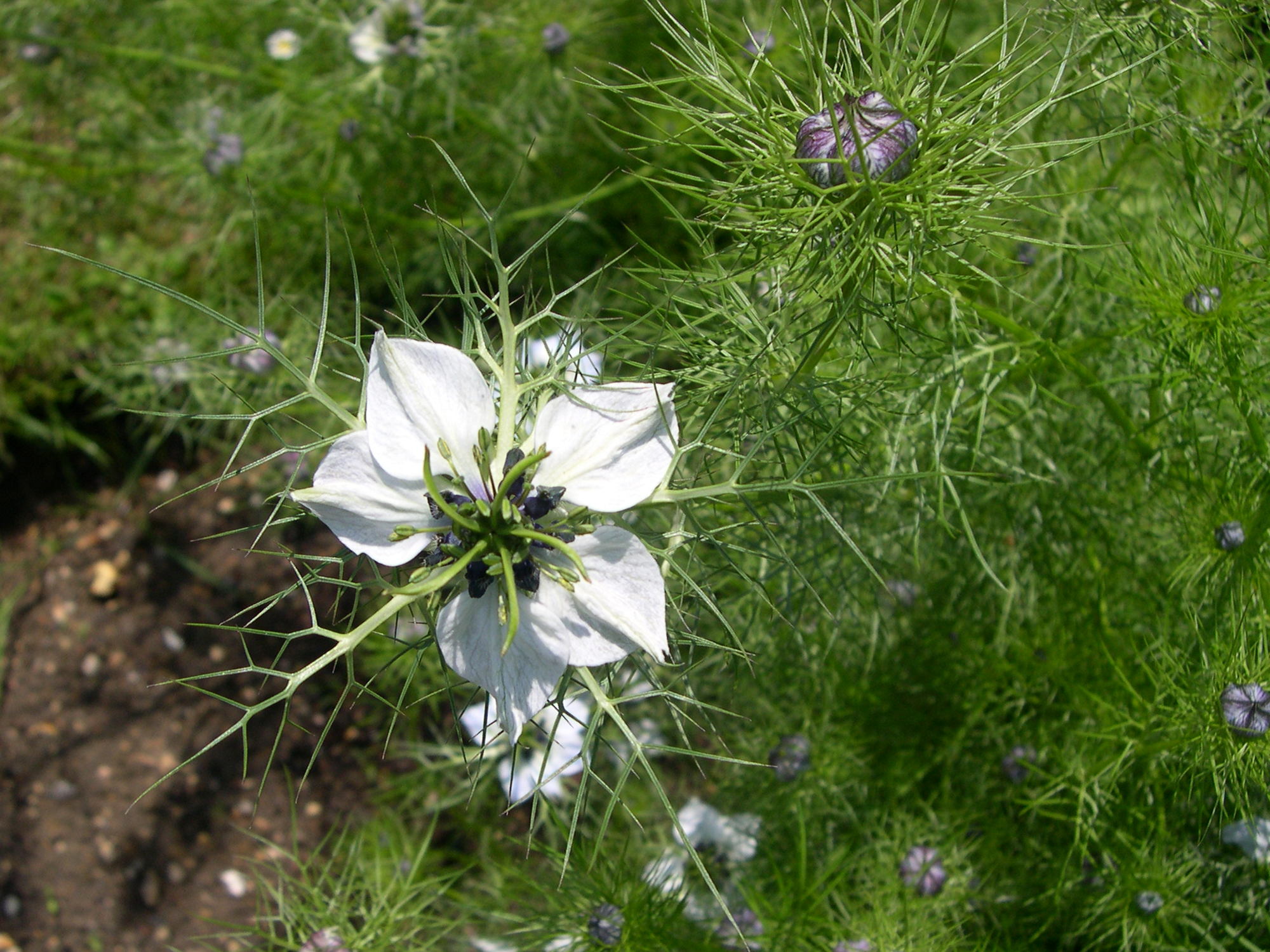 Afficher le média nigella_gallica2md nigella_gallica2md