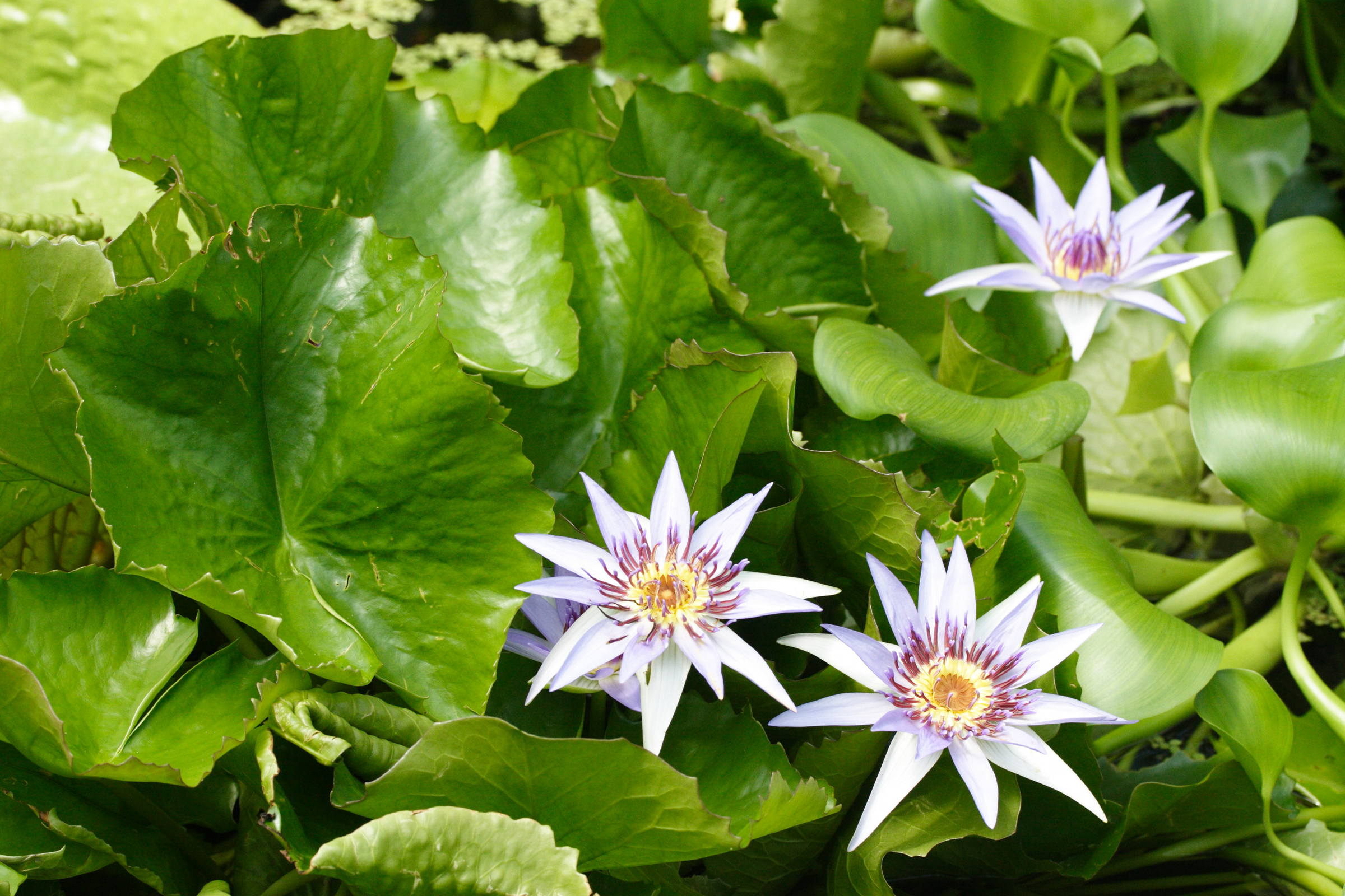 nymphaea_colorata1md