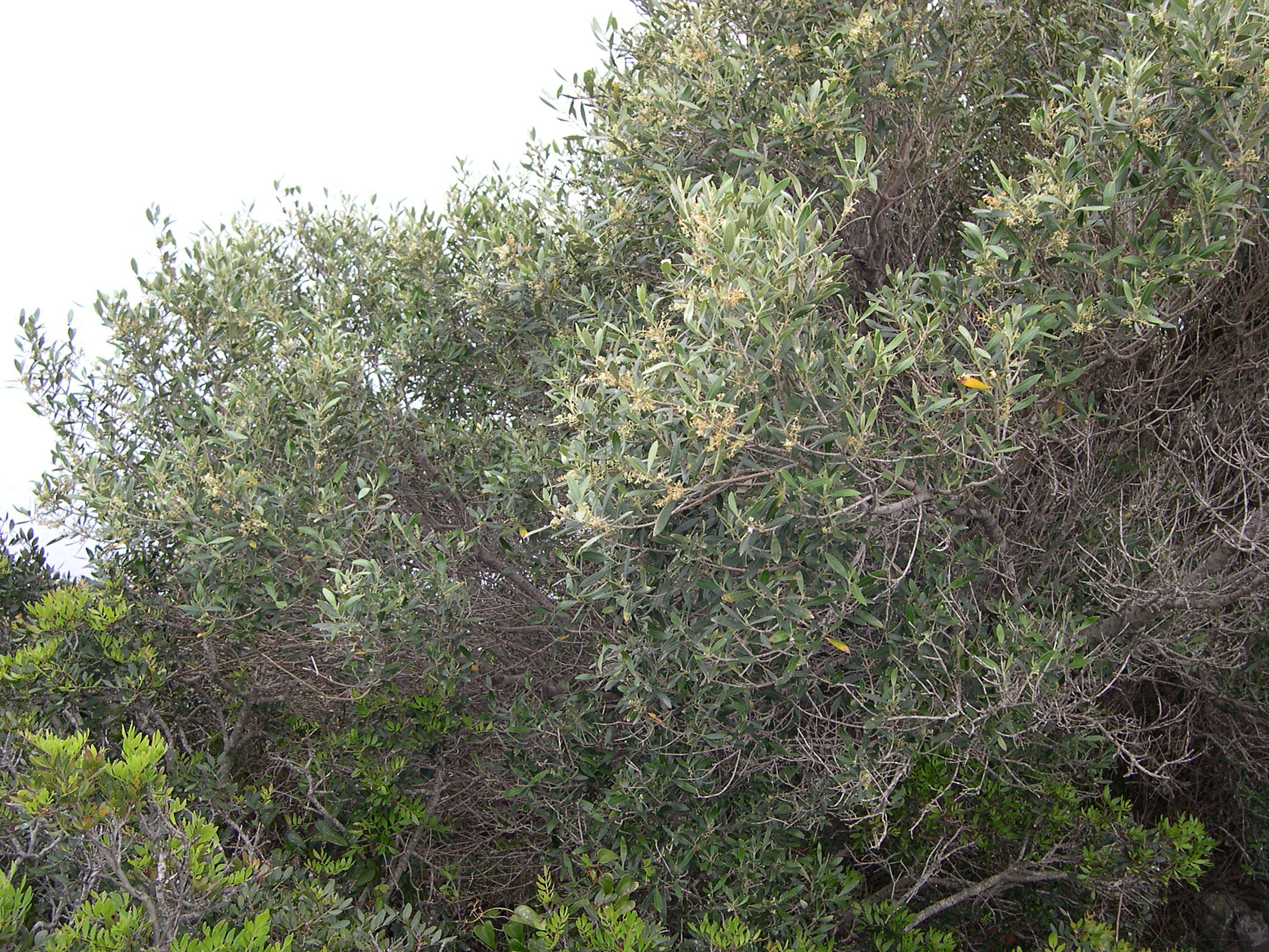 Afficher le média olea_europaea_sylvestris3md olea_europaea_sylvestris3md