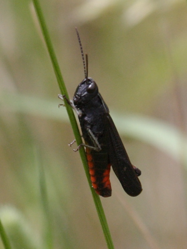omocestus_rufipes2bd