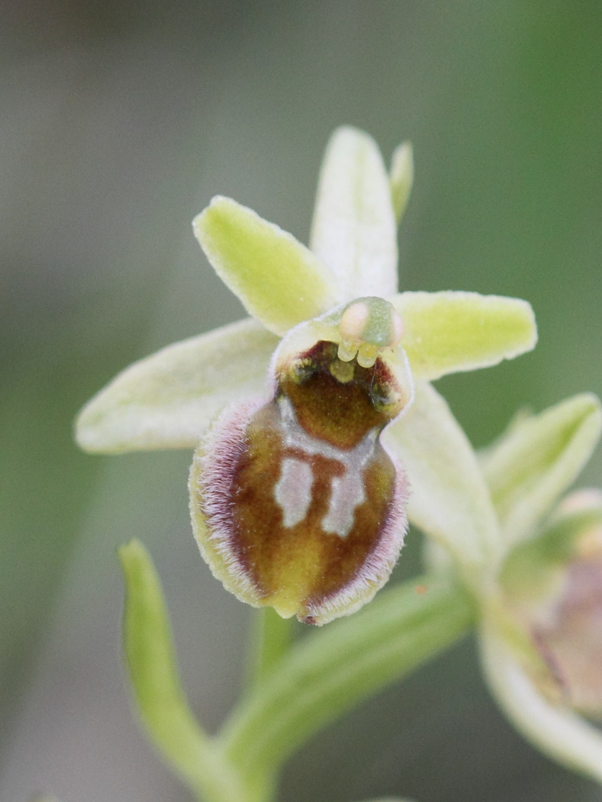 Afficher le média ophrys_virescens7bd ophrys_virescens7bd