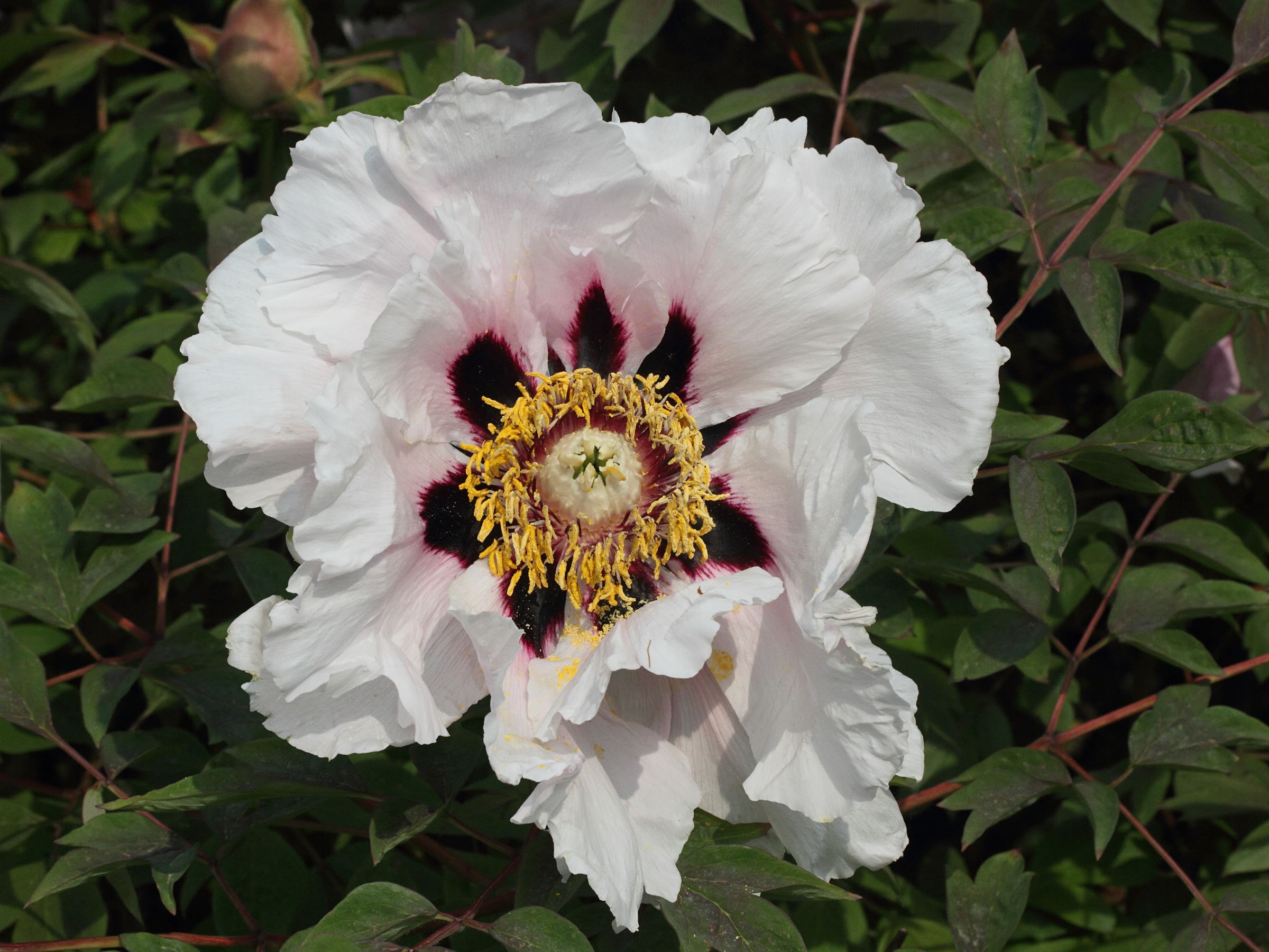 paeonia_rockii2md