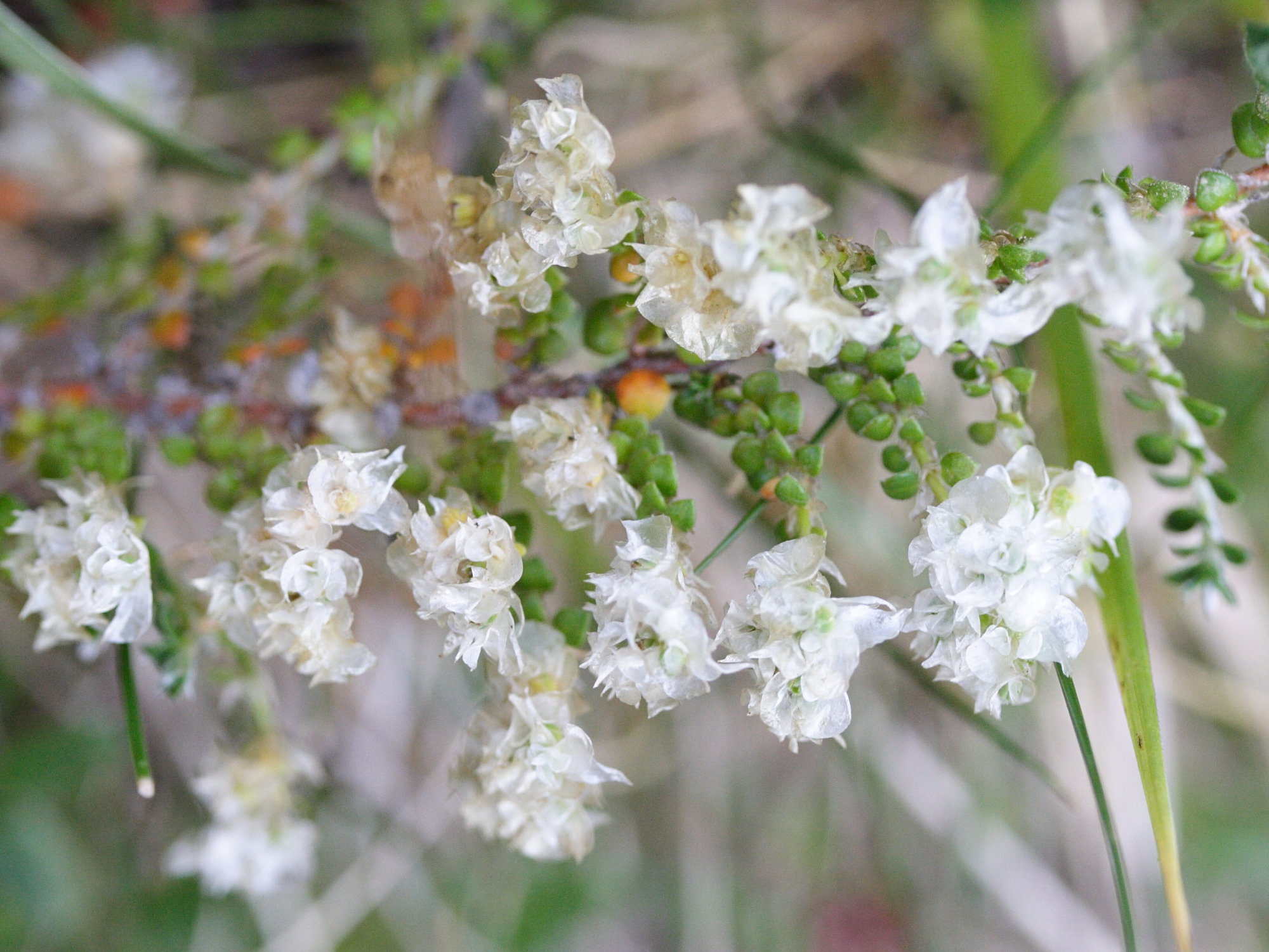 paronychia_polygonifolia2md