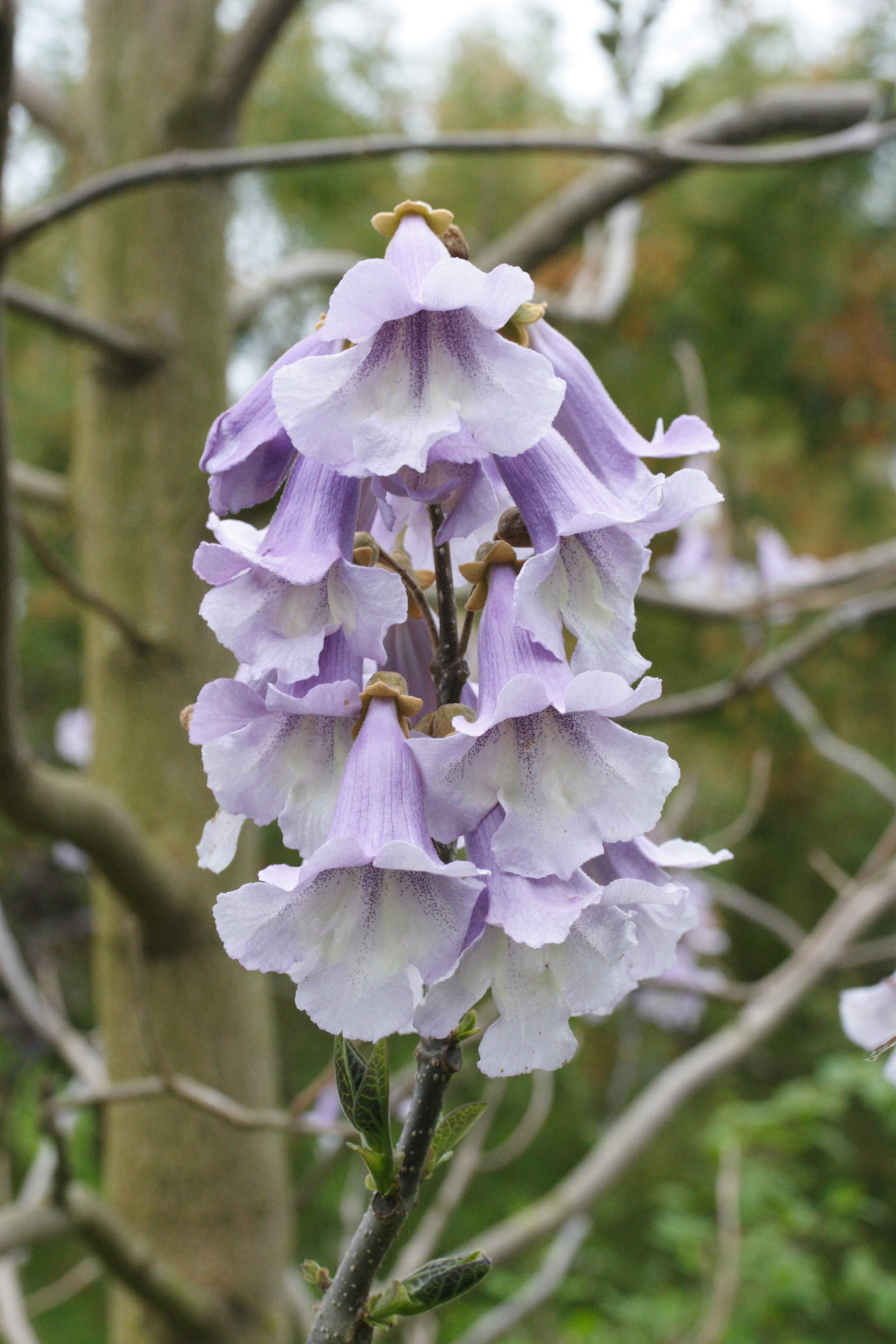 paulownia_fortunei1md