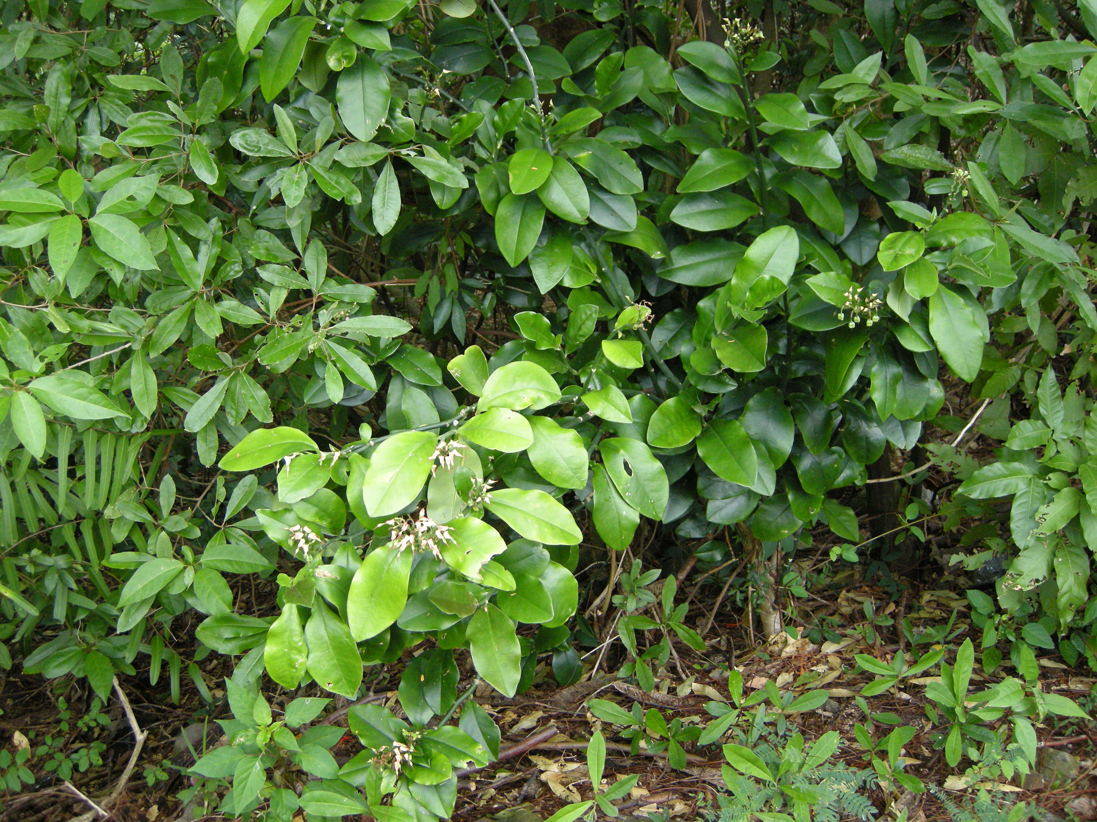 Afficher le média pedilanthus_tithymaloides4md pedilanthus_tithymaloides4md