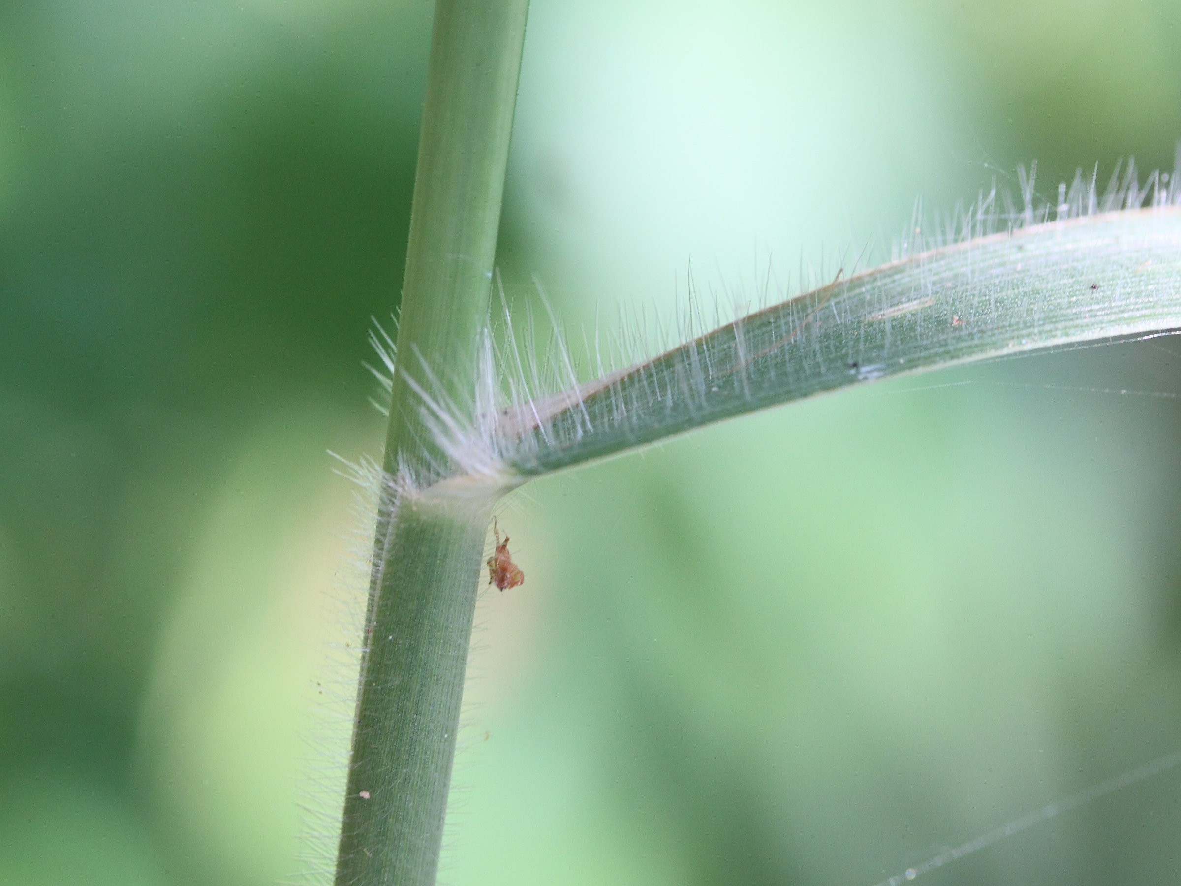 pennisetum_polystachion3md