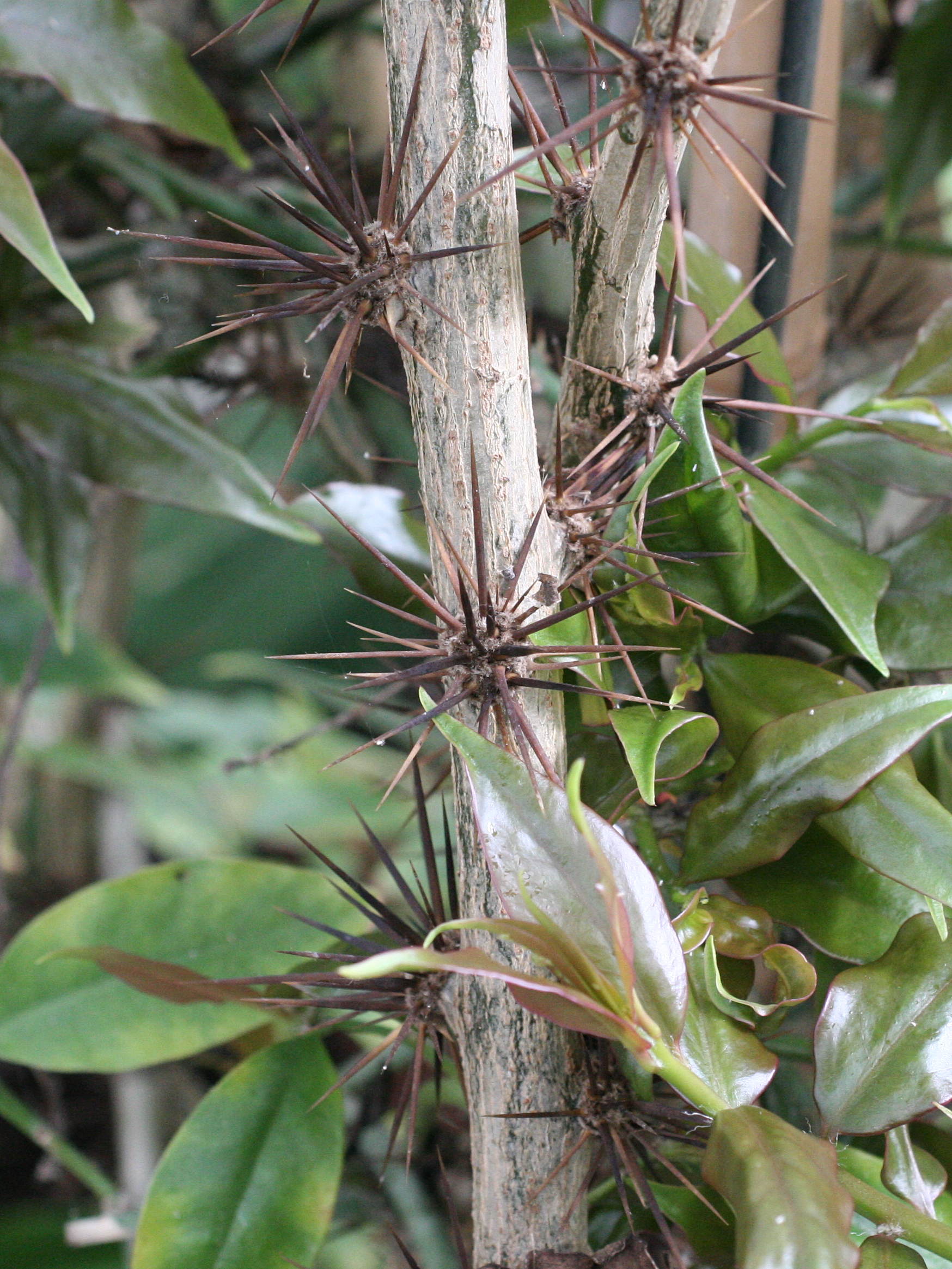 Afficher le média pereskia_aculeata2md pereskia_aculeata2md