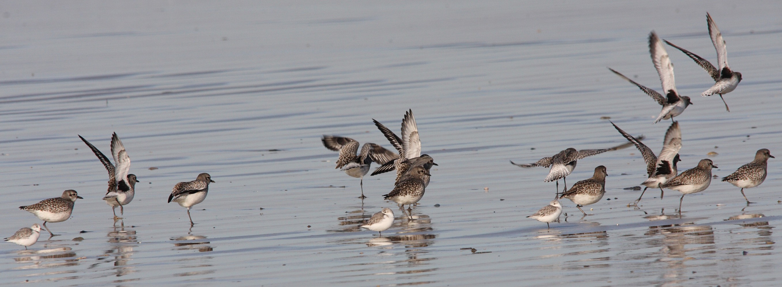 pluvier_argente_-_pluvialis_squatarola2bd