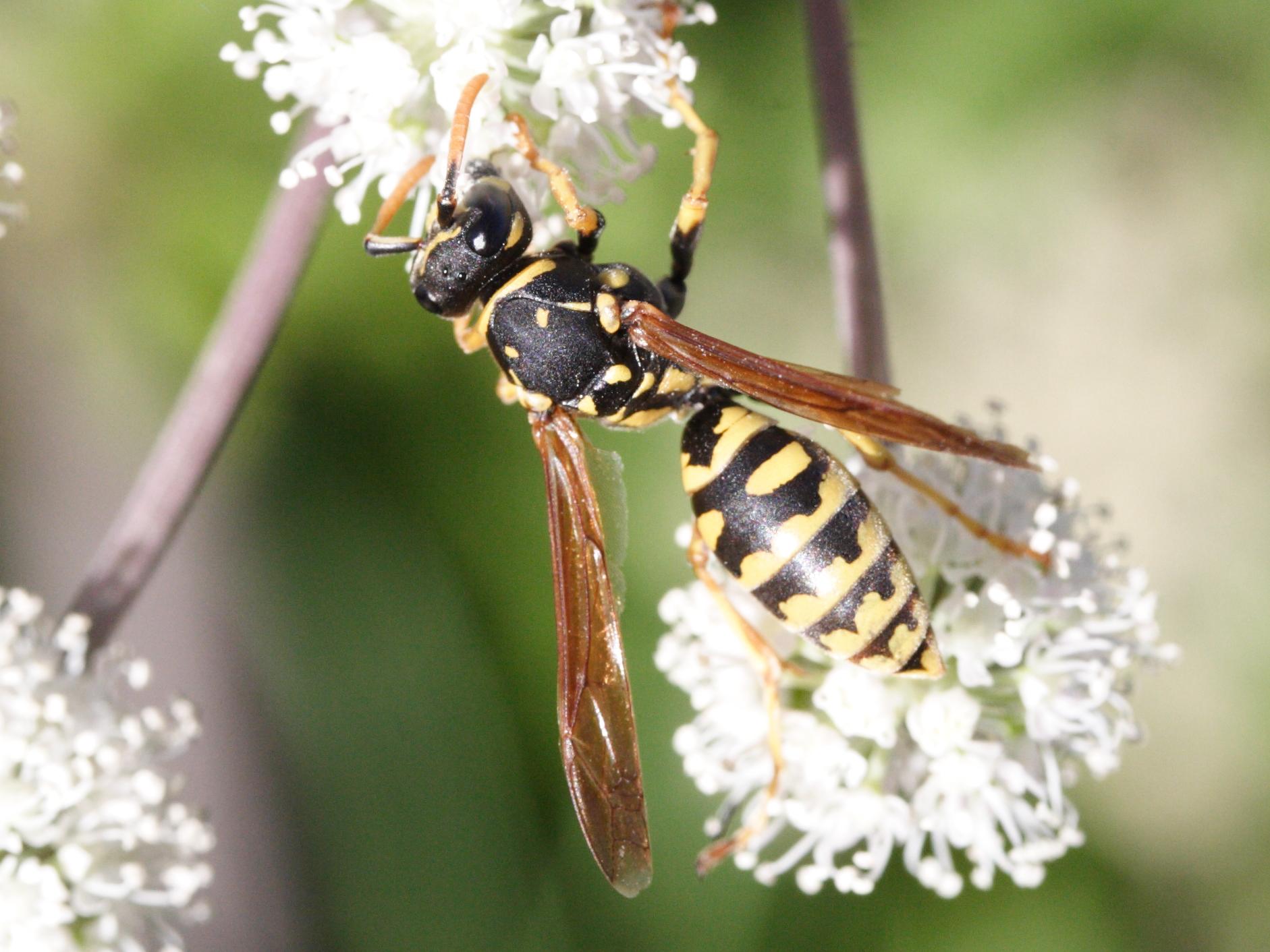 polistes_dominulus1cmd