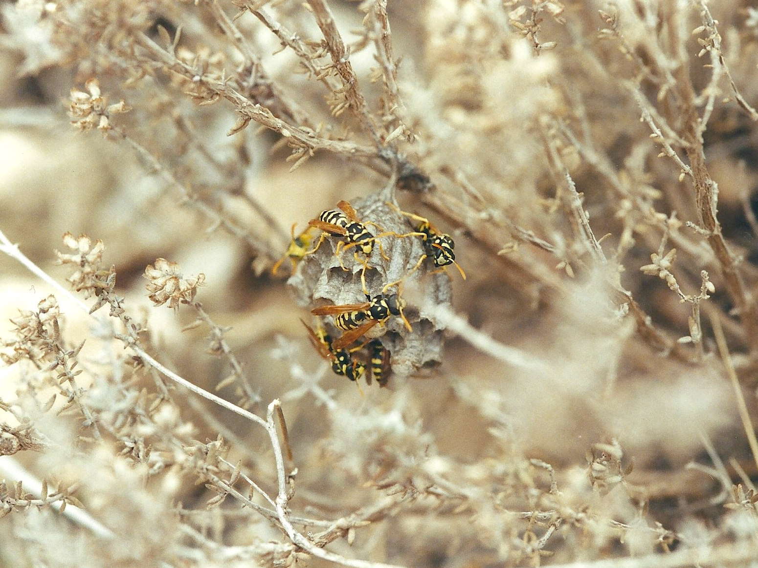 polistes_gallicus1md