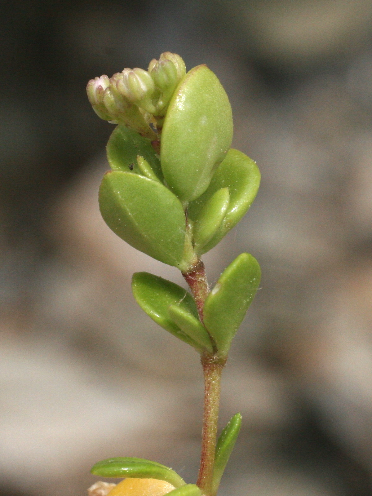 Afficher le média Polycarpon_polycarpoides catalaunicum Polycarpon_polycarpoides catalaunicum