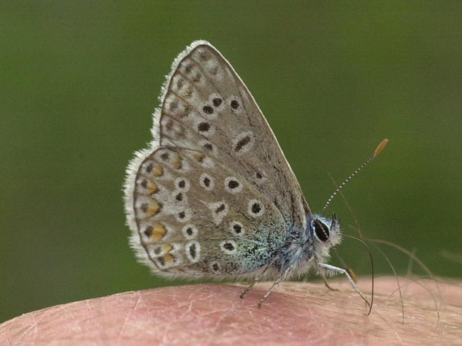 polyommatus_dorylas2md