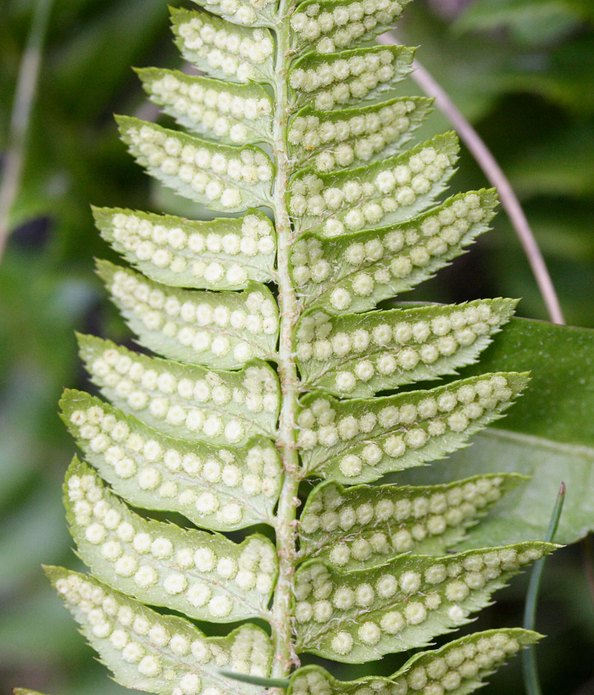 Afficher le média polystichum_lonchitis4md polystichum_lonchitis4md