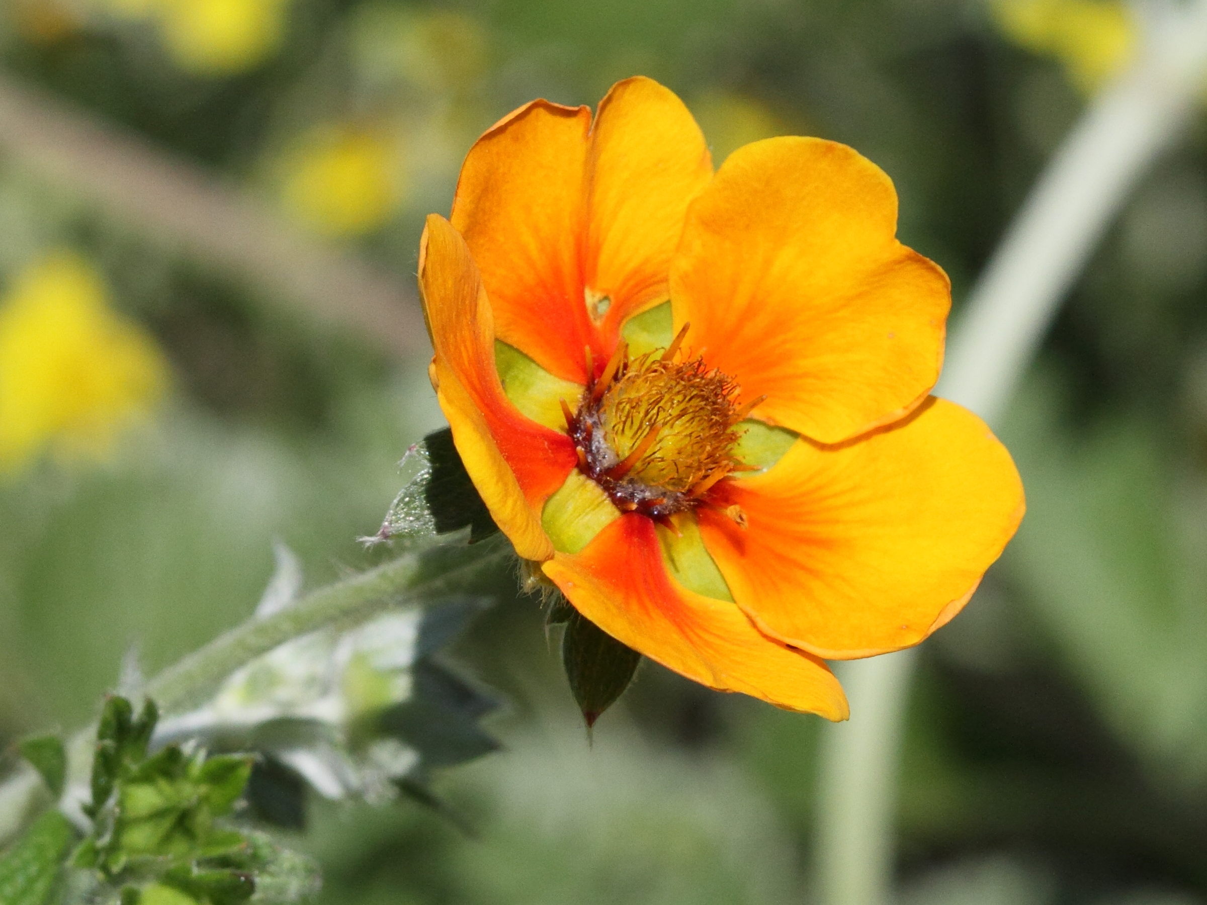 potentilla_argyrophylla1bd