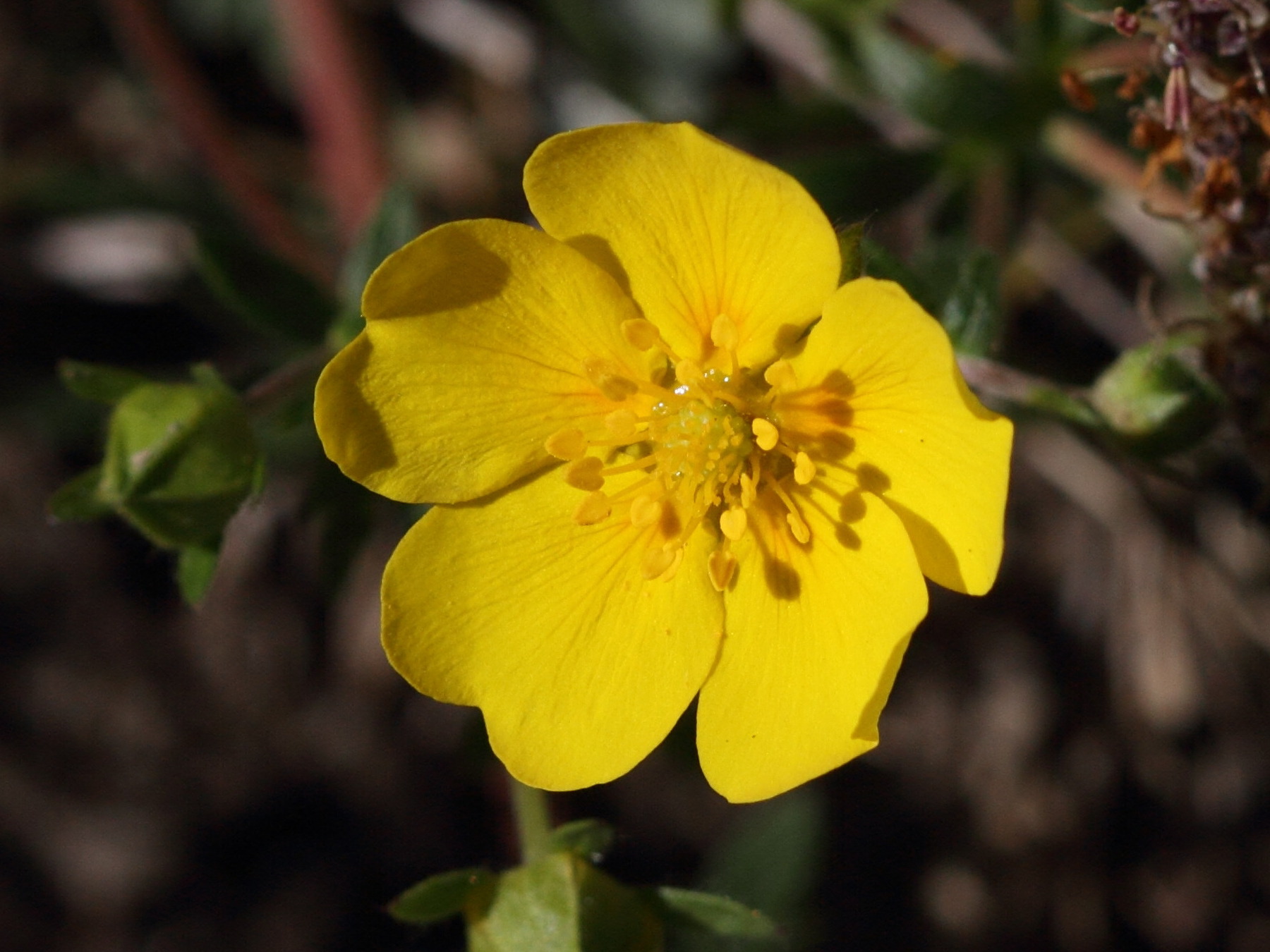 potentilla_crantzi2bd