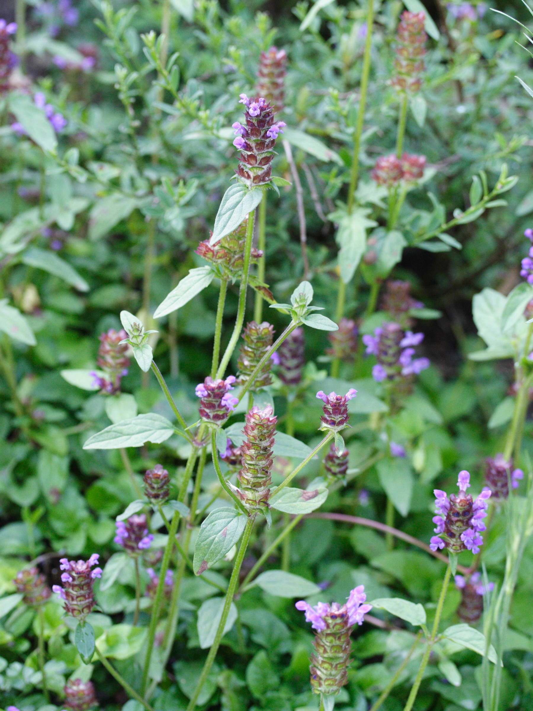 Afficher le média prunella_hastifolia1md prunella_hastifolia1md