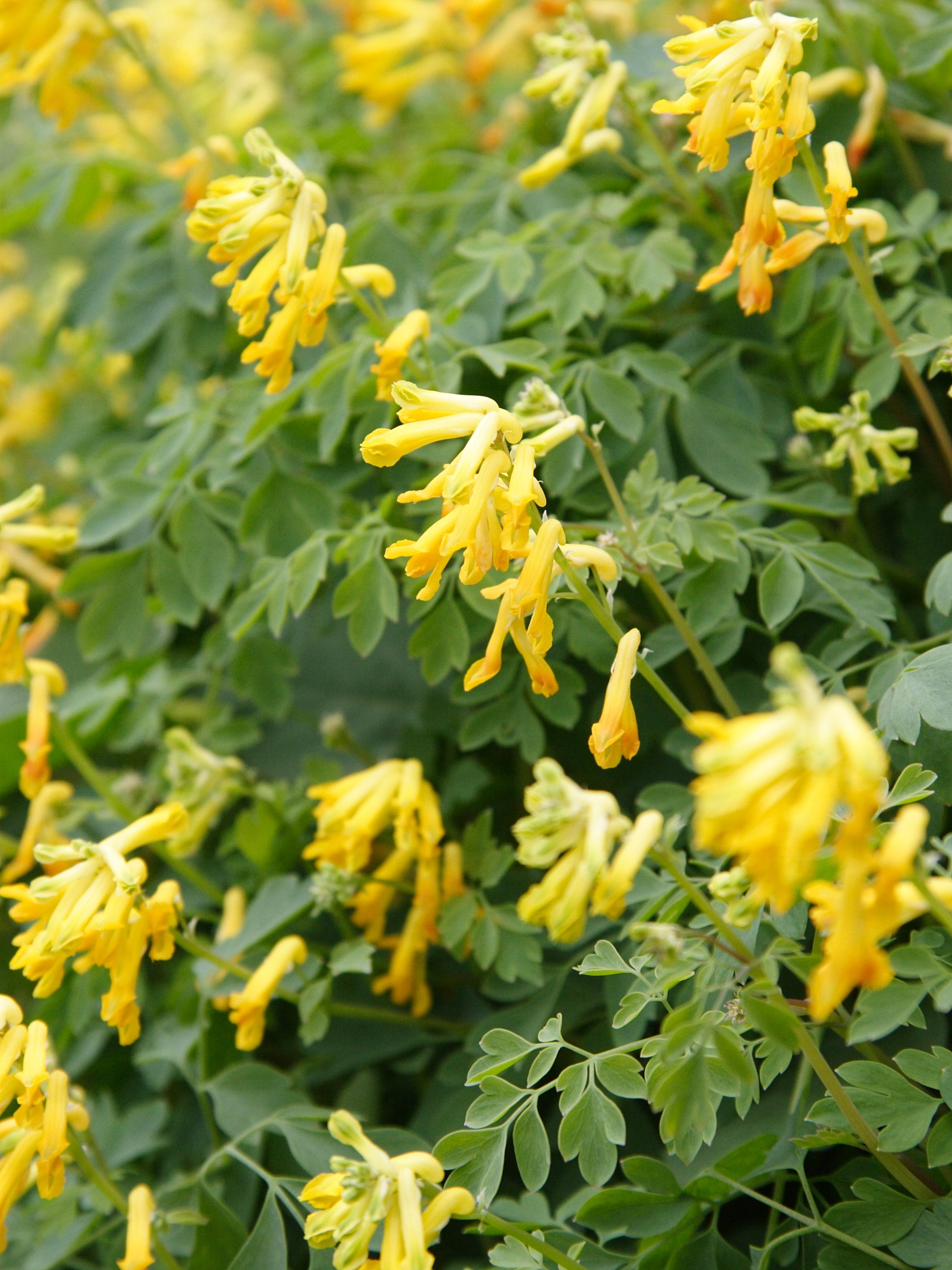 Afficher le média pseudofumaria_lutea3md pseudofumaria_lutea3md