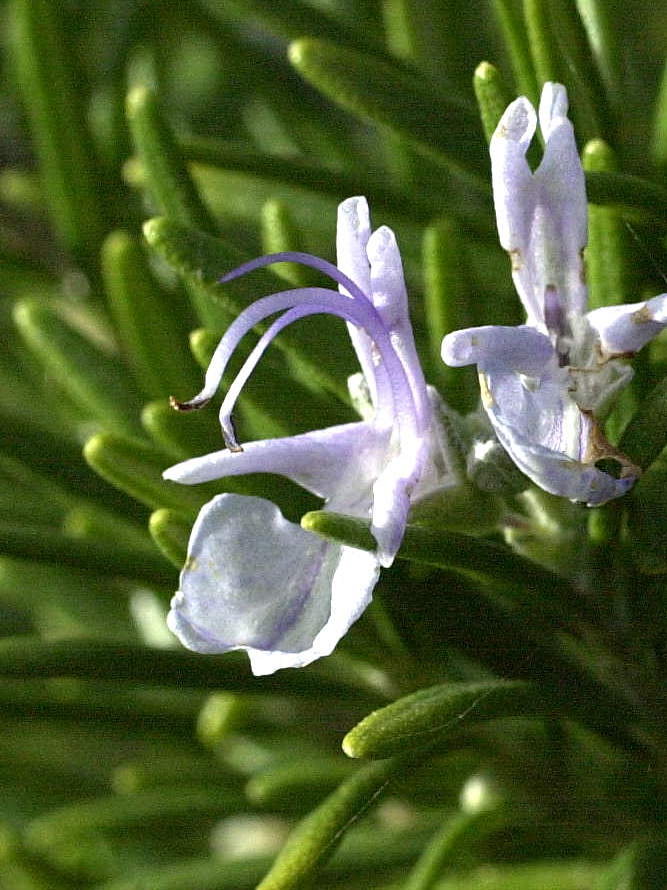 rosmarinus_officinalis3bmd