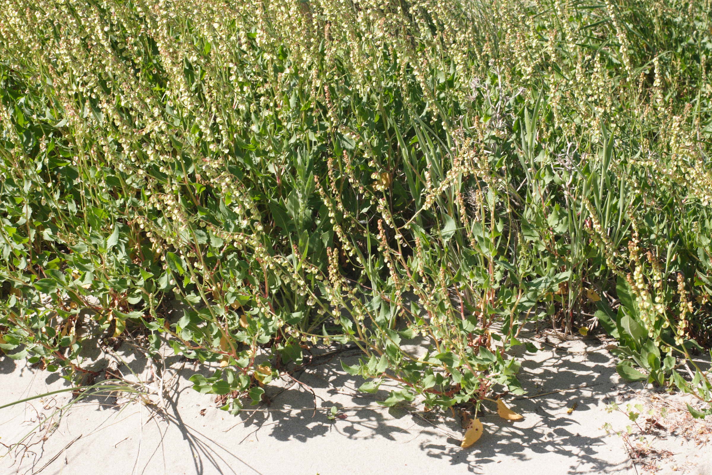 rumex_roseus1md