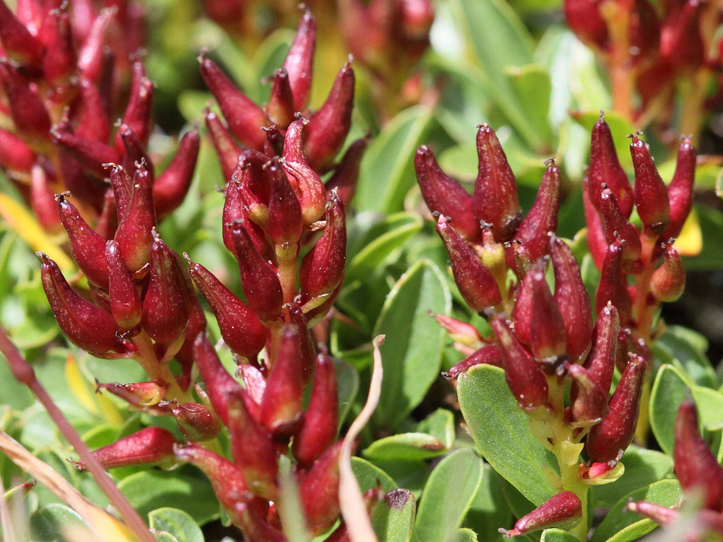 Afficher le média salix_retusa3bd salix_retusa3bd