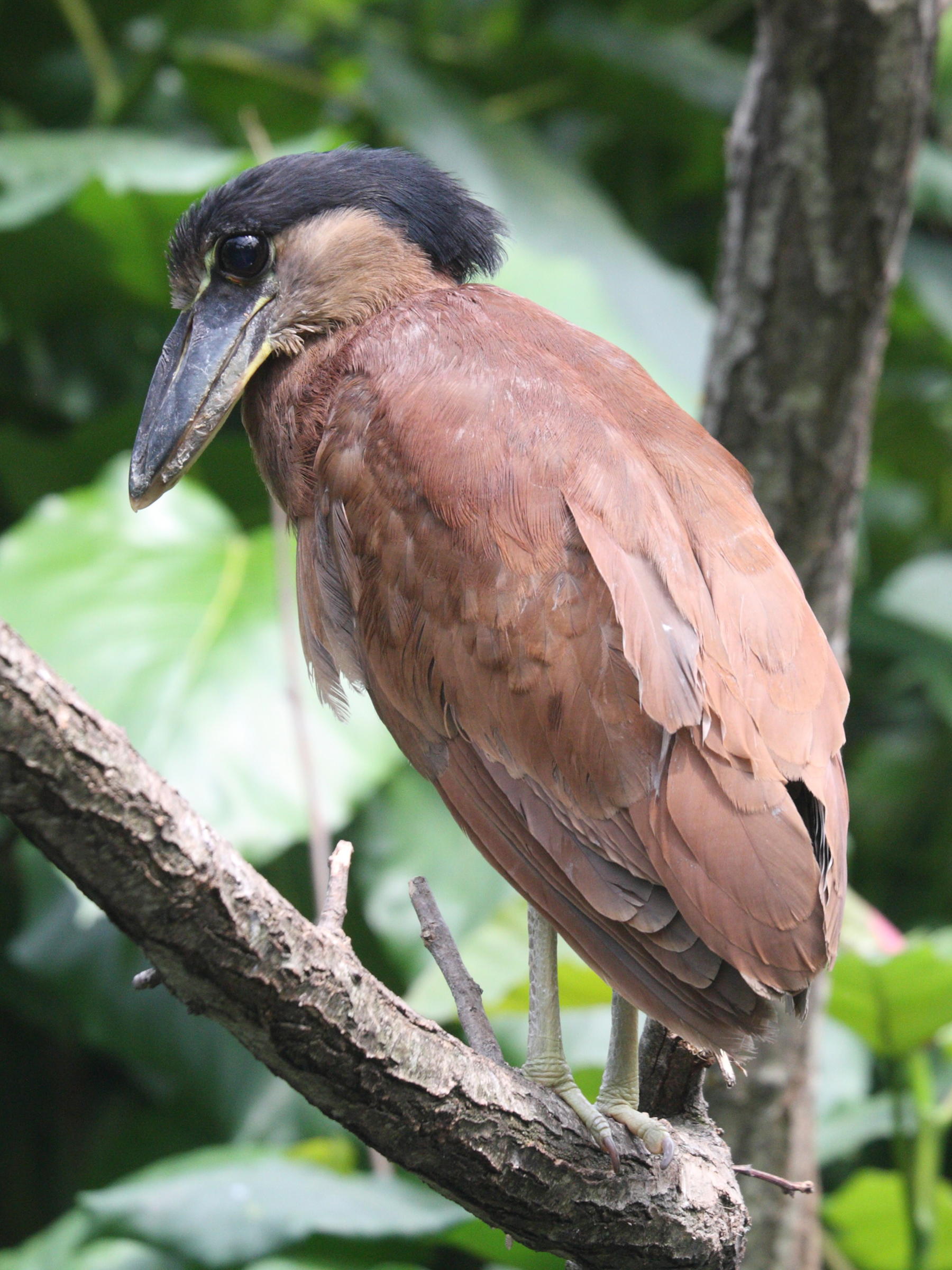 savacou_huppe_-_cochlearius_cochlearius2md