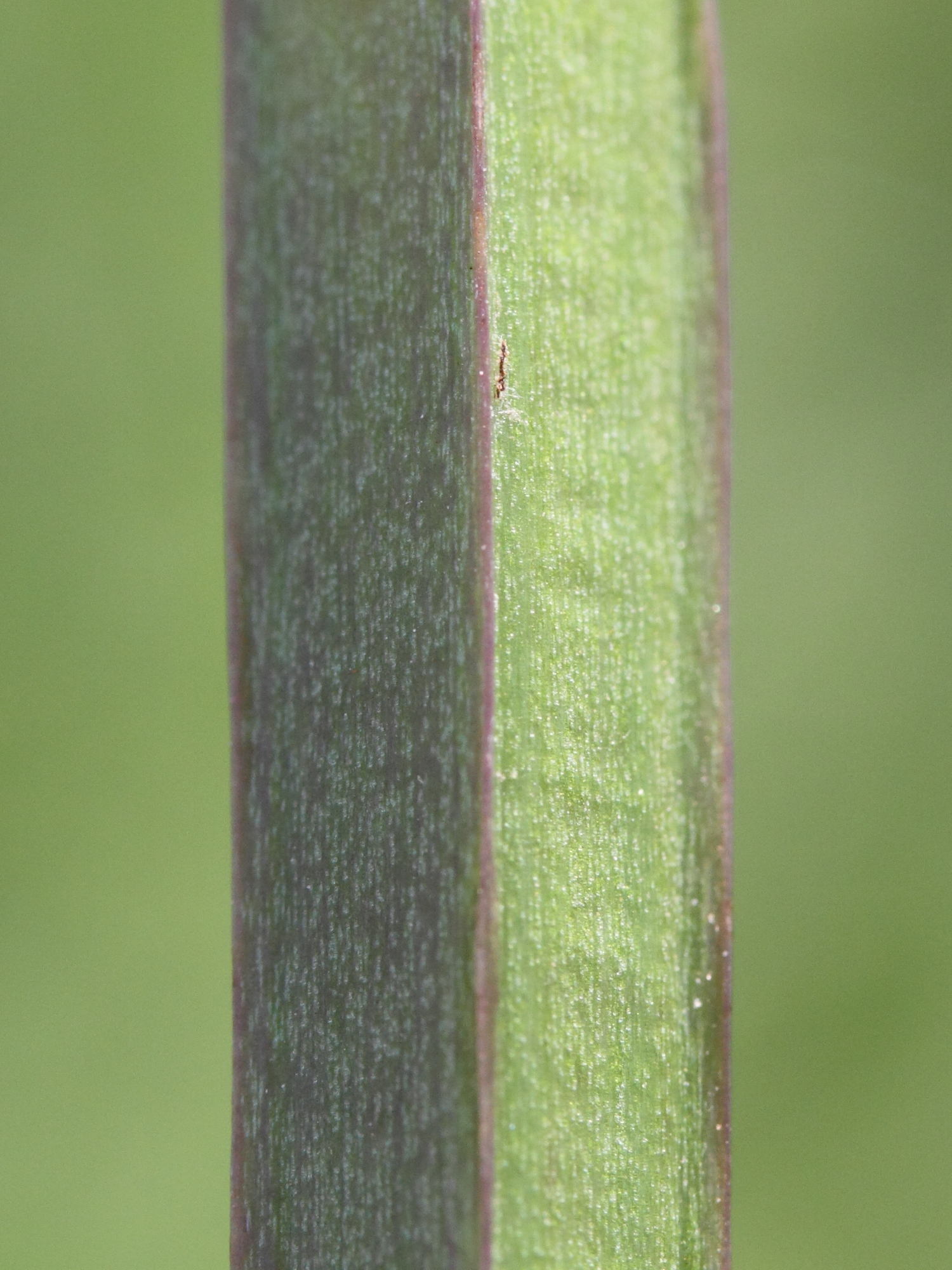 scrophularia_auriculata2md