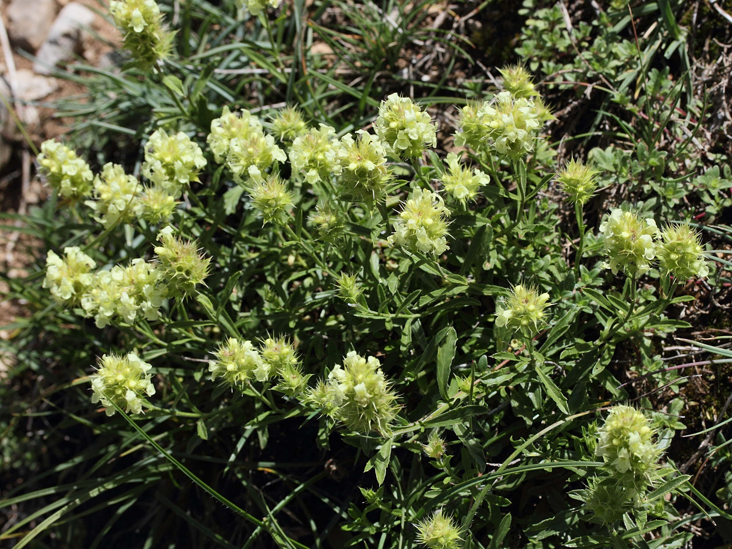 Sysbio, Base de données de systématique Sideritis hyssopifolia