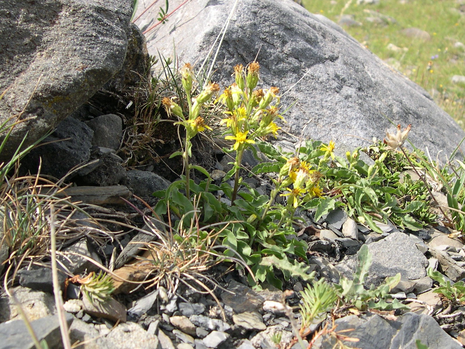 solidago_virgaurea_alpestris1md