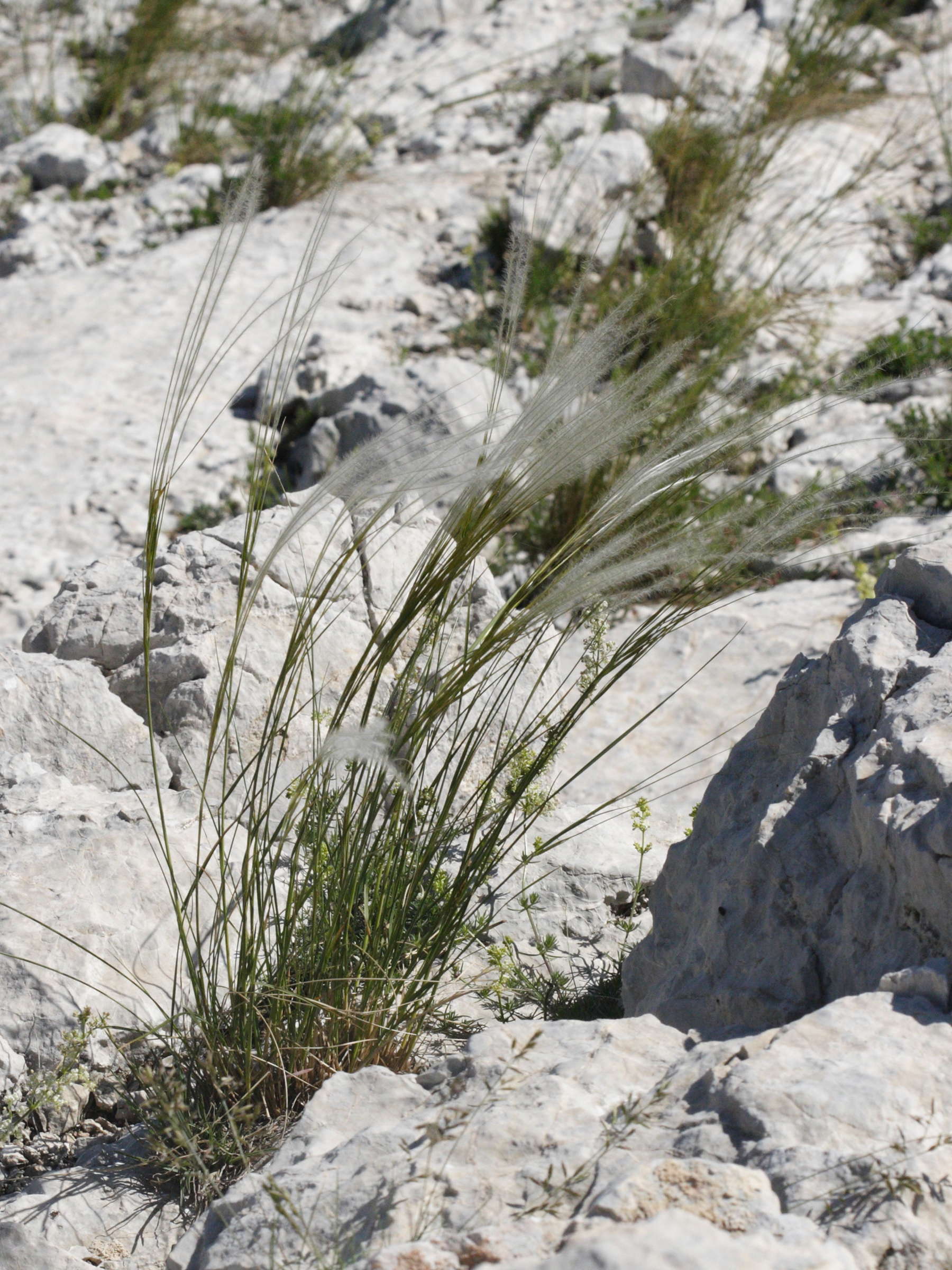 stipa_pennata1bmd