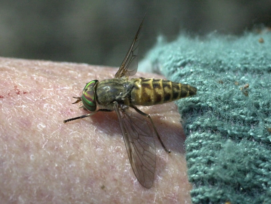 tabanus_glaucopis1md