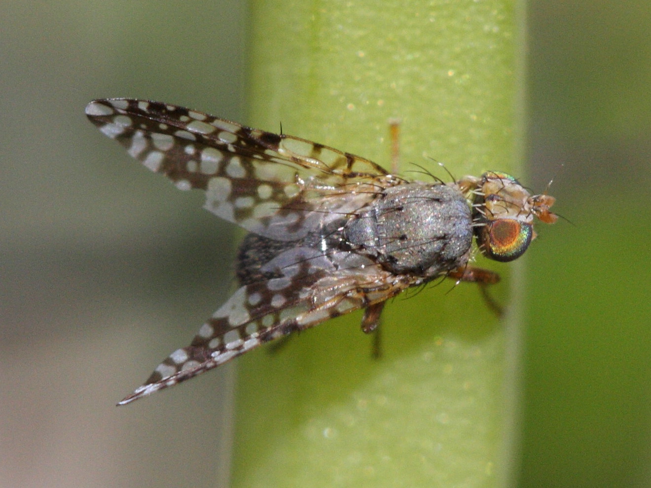 tephritis_matricariae1bd