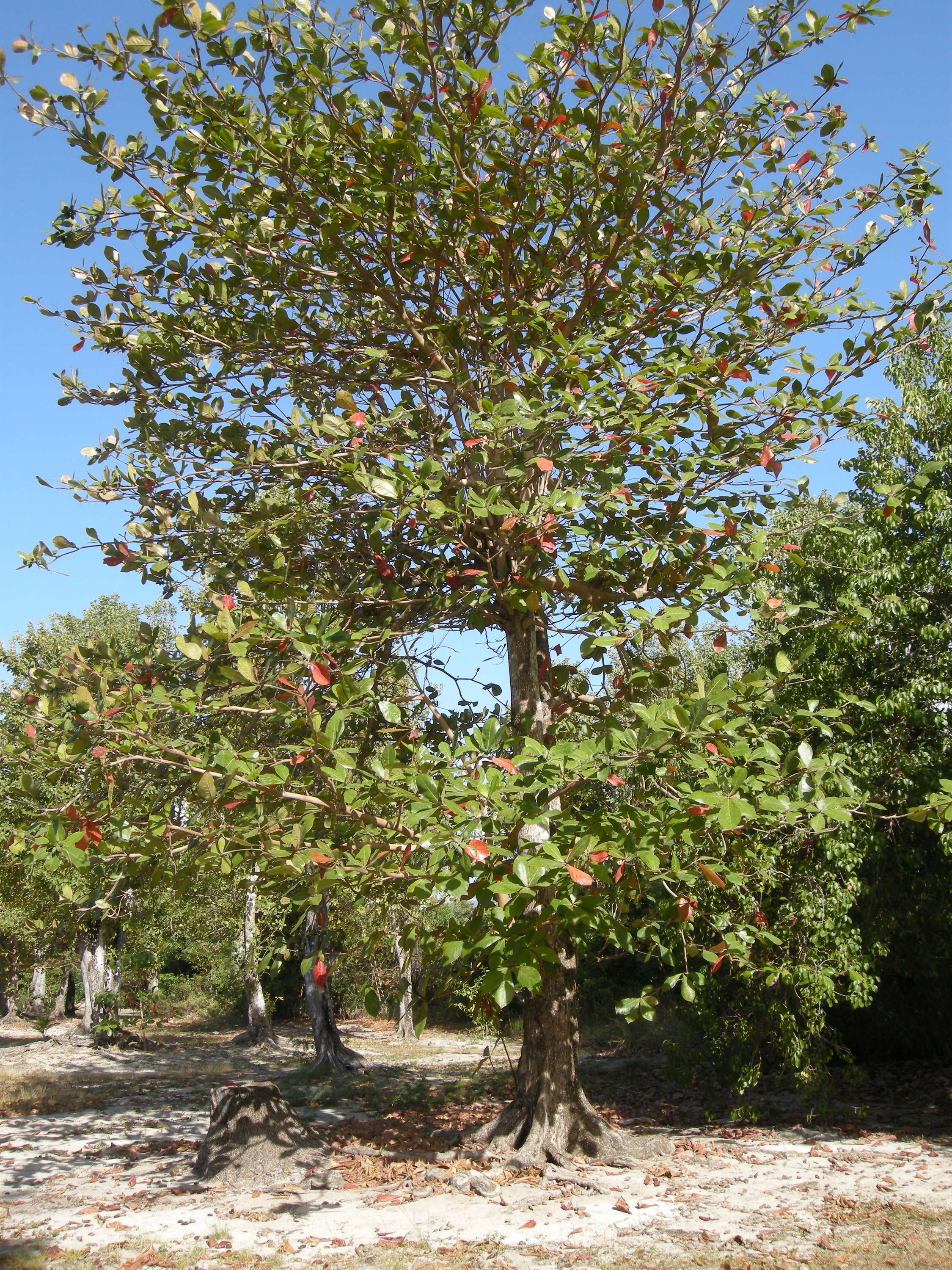 terminalia_catappa8md