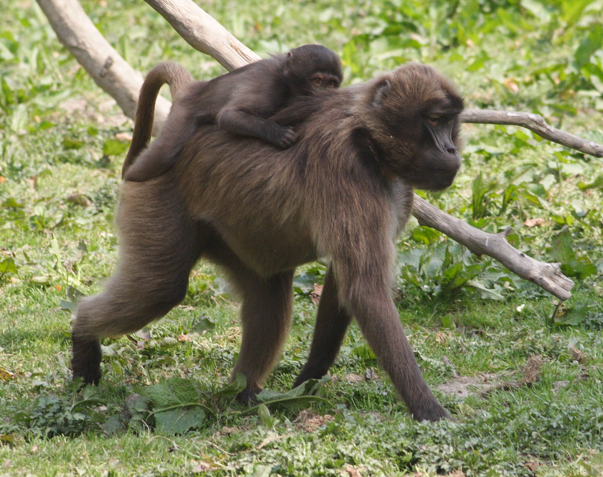 theropithecus_gelada3md