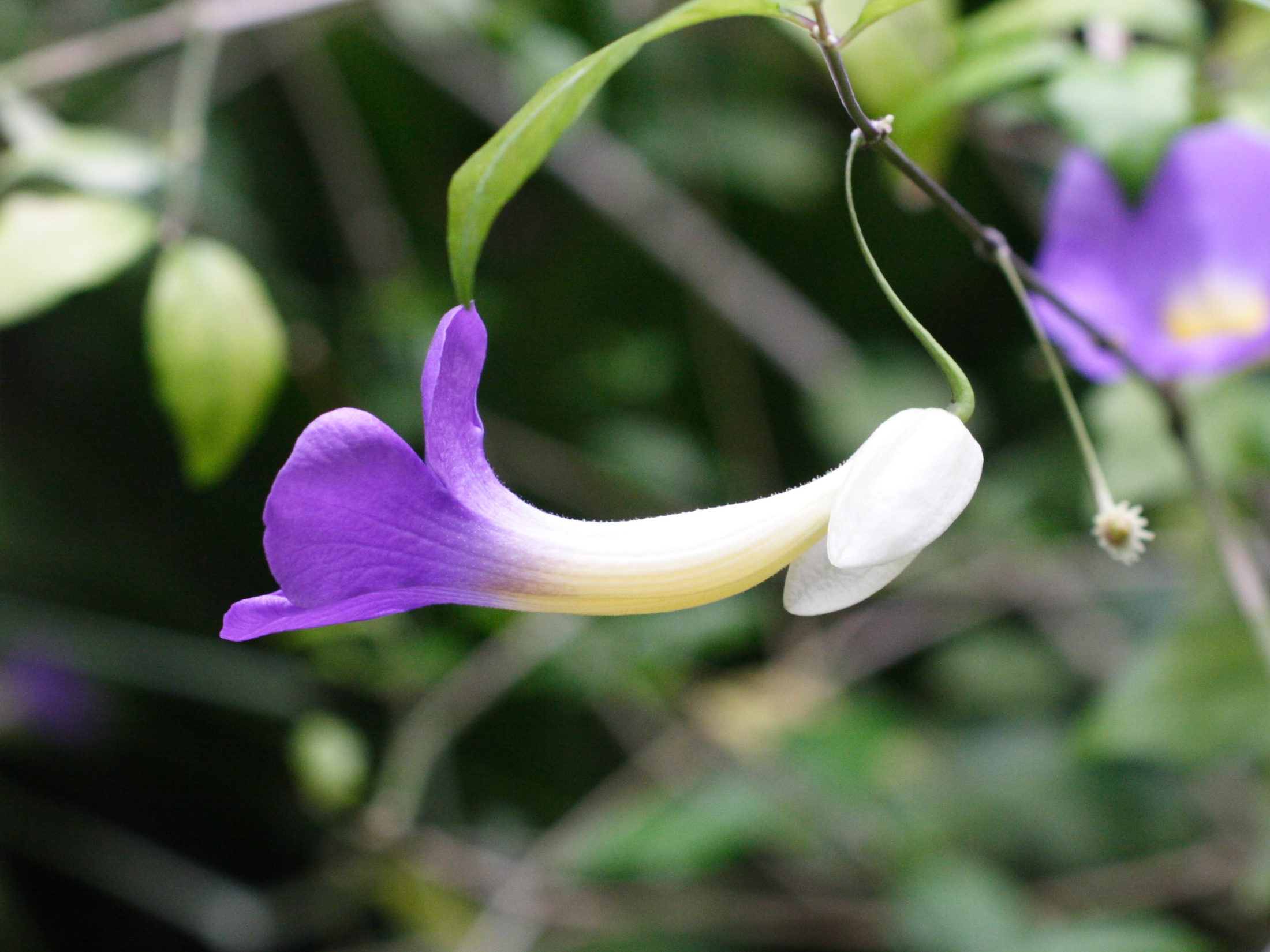 thunbergia_erecta2md