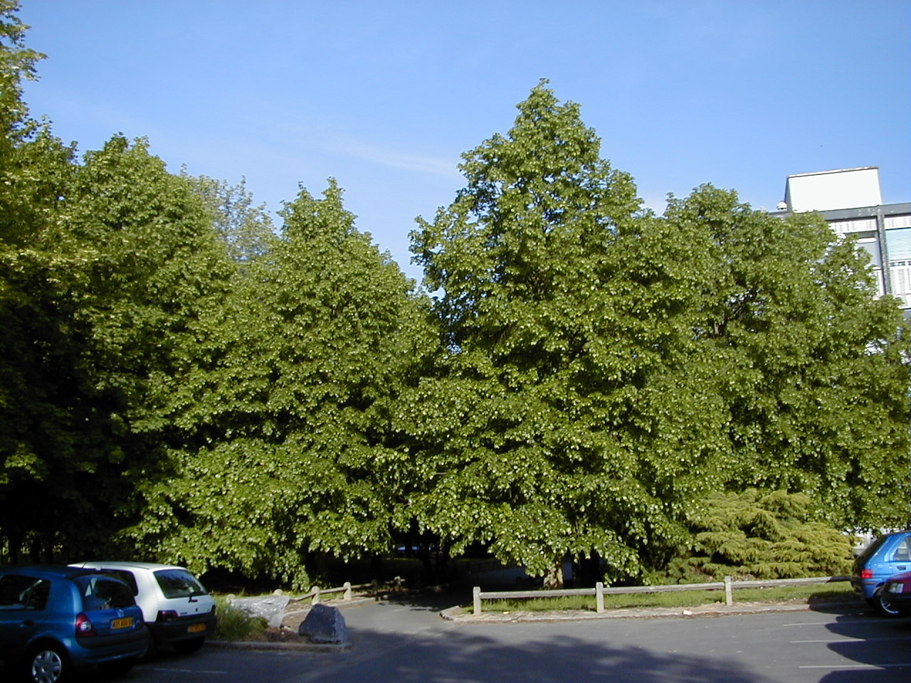 Afficher le média tilia_x-vulgaris4md tilia_x-vulgaris4md