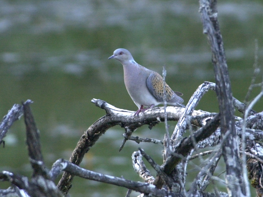 tourterelle_des_bois_-_streptopelia_turtur3md