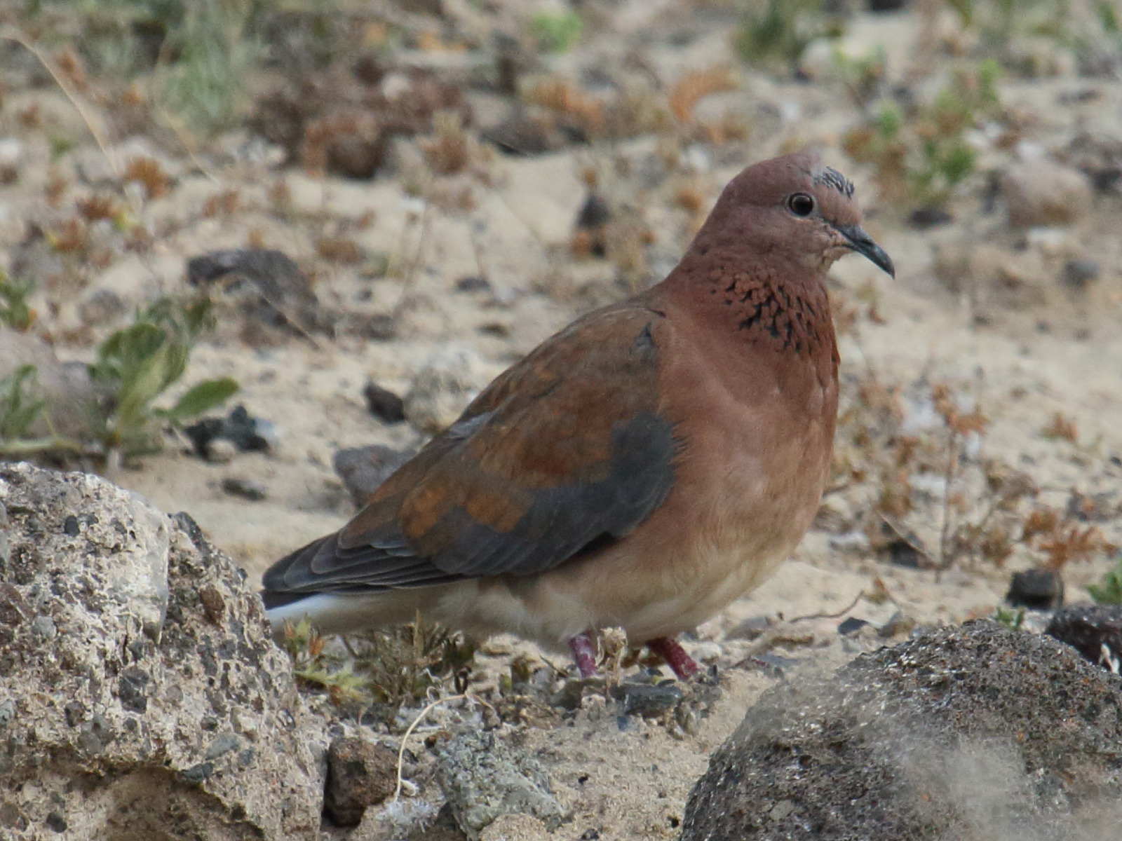 Afficher le média tourterelle_maillee_-_streptopelia_senegalensis5bd tourterelle_maillee_-_streptopelia_senegalensis5bd