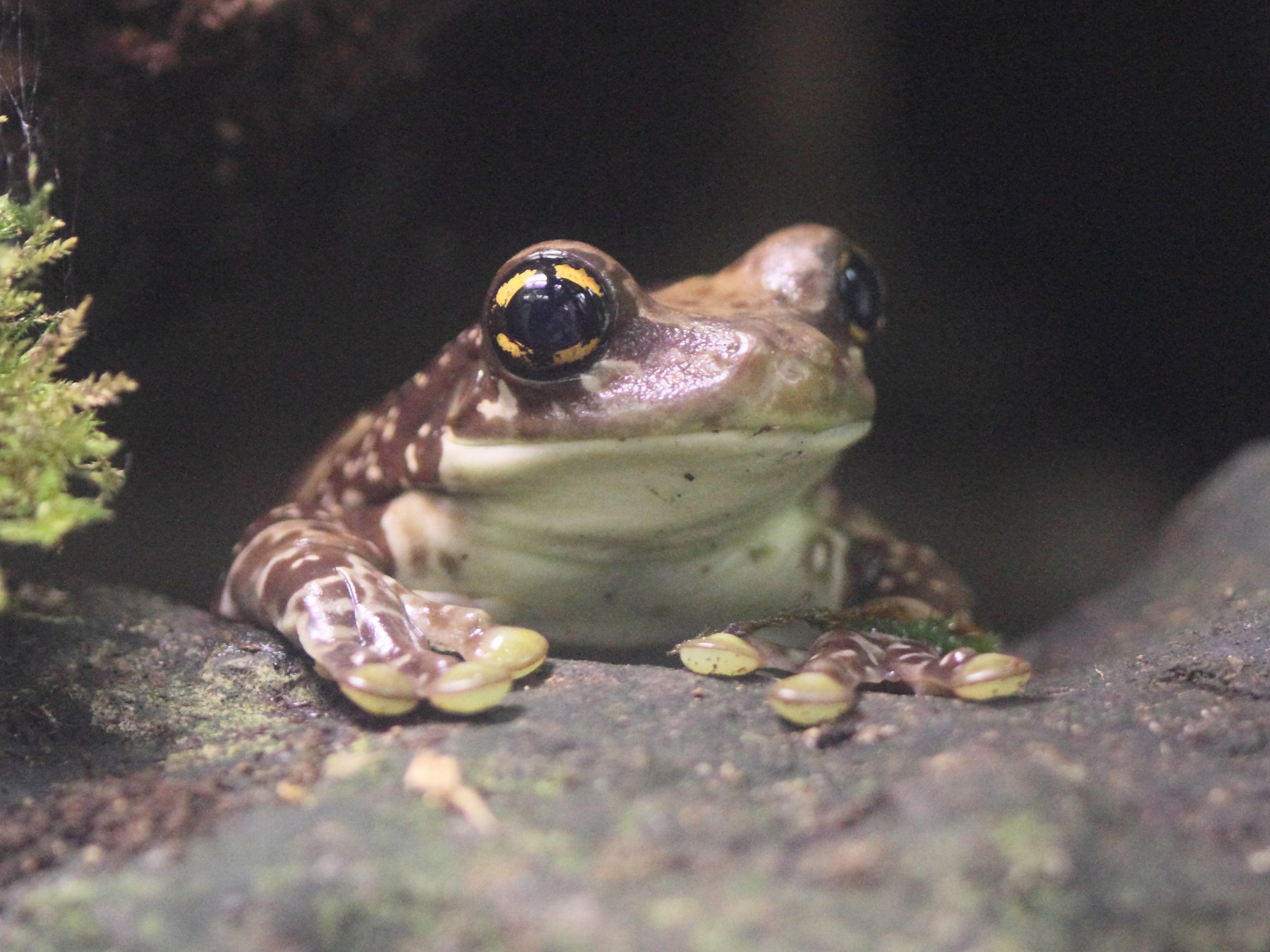 trachycephalus_resinifictrix5bd