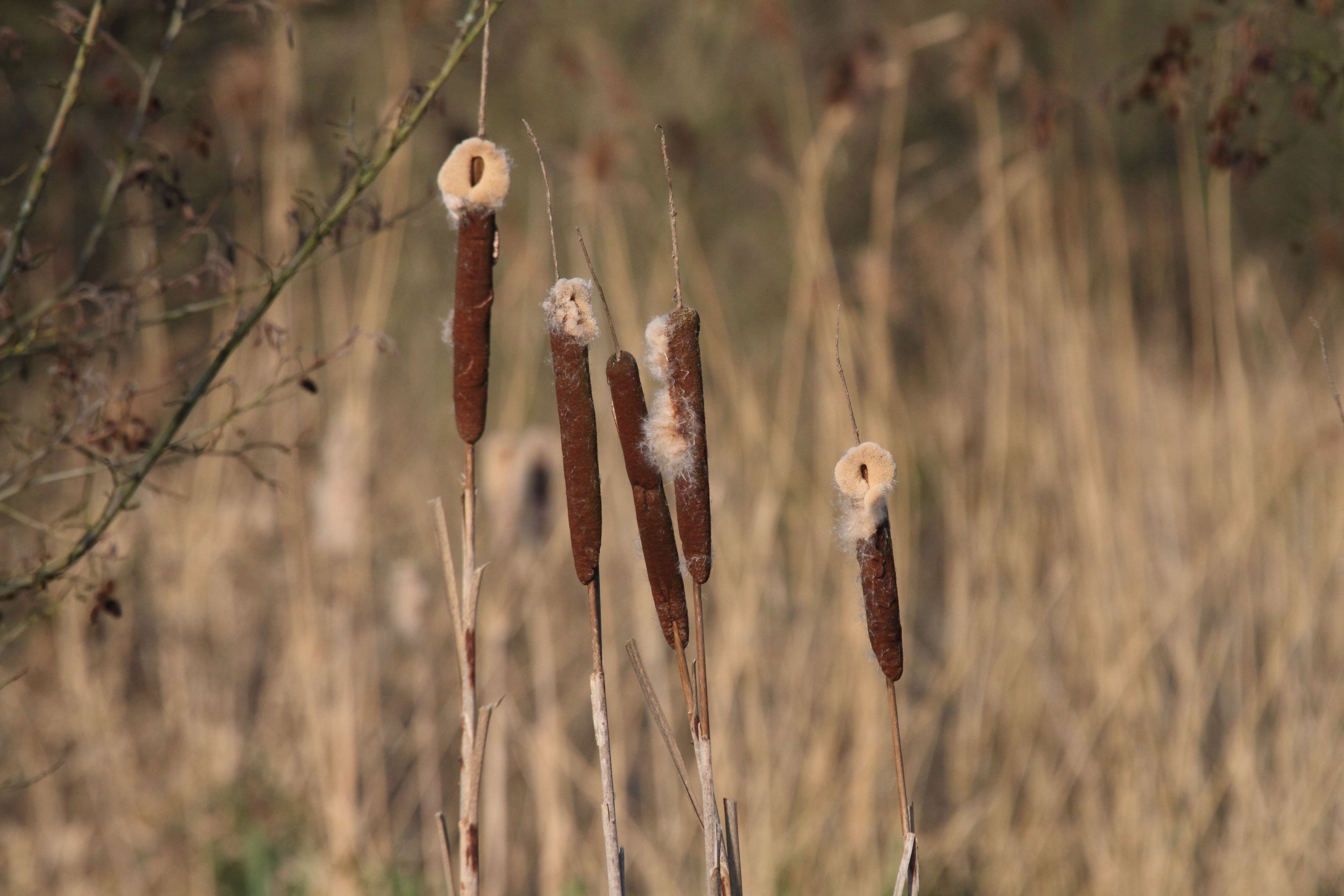 Afficher le média typha_latifolia5bd typha_latifolia5bd