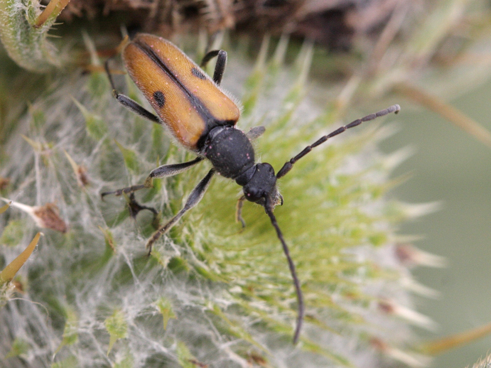 vadonia_unipunctata1bd