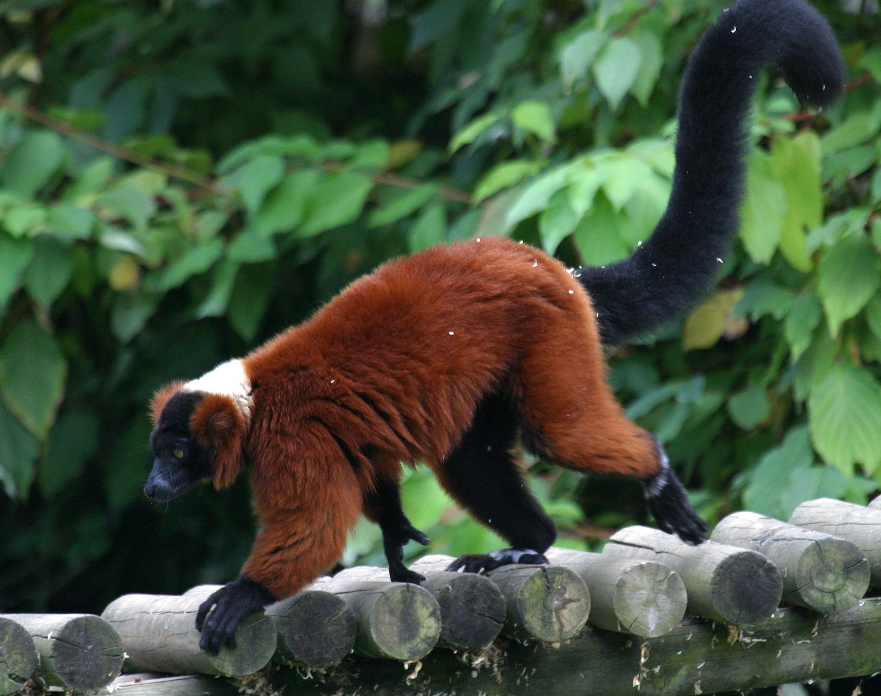 varecia_variegata_rubra2bd