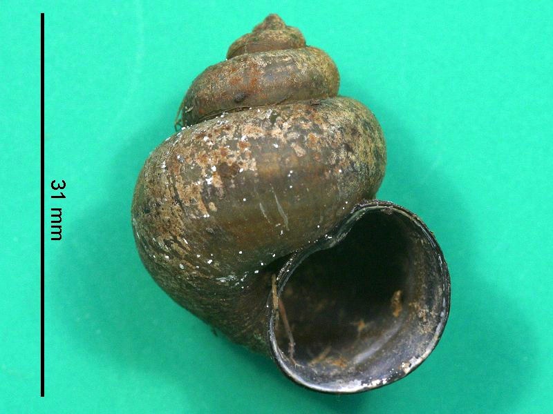 Afficher le média viviparus_contectus1bmd viviparus_contectus1bmd