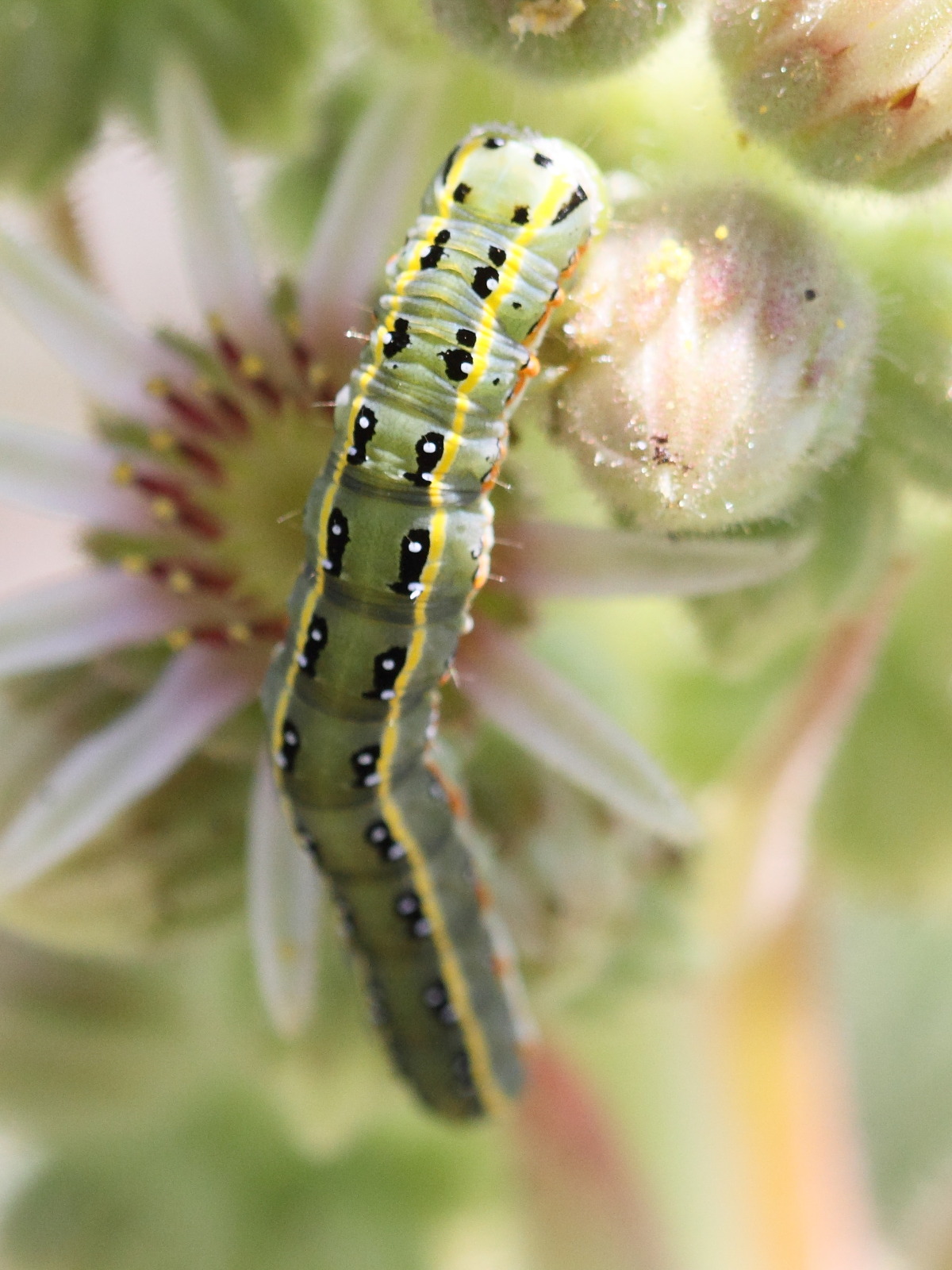 xylena_exsoleta_ch2bd