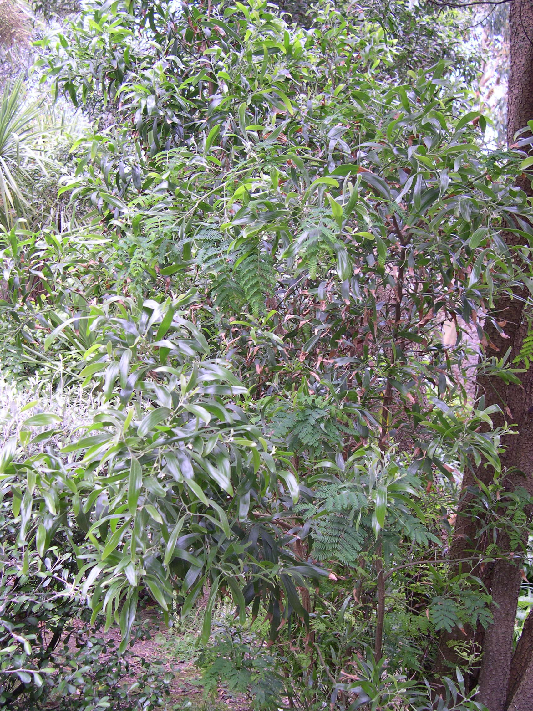 acacia_melanoxylon1md