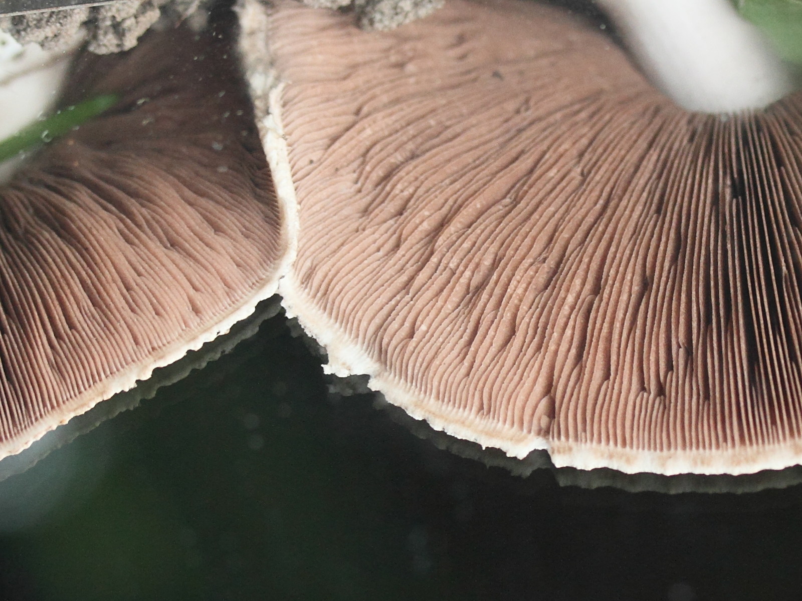 agaricus_silvicola7md