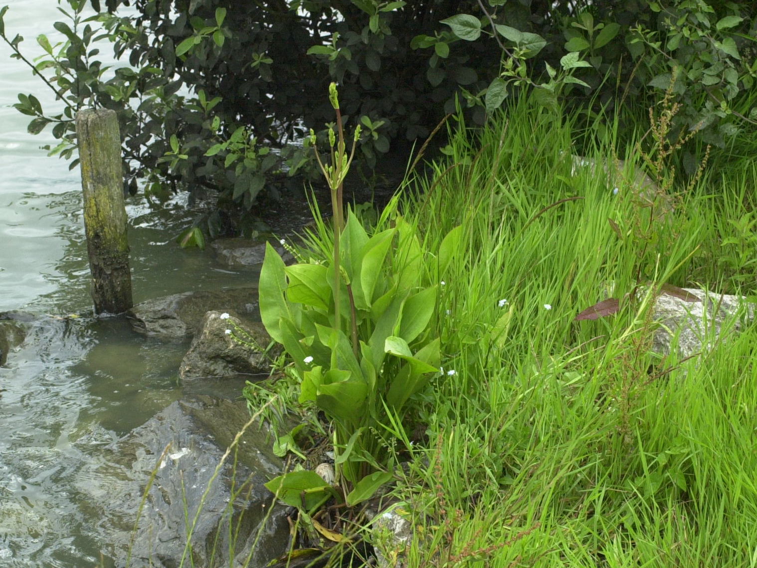 alisma_plantago-aquatica2bd