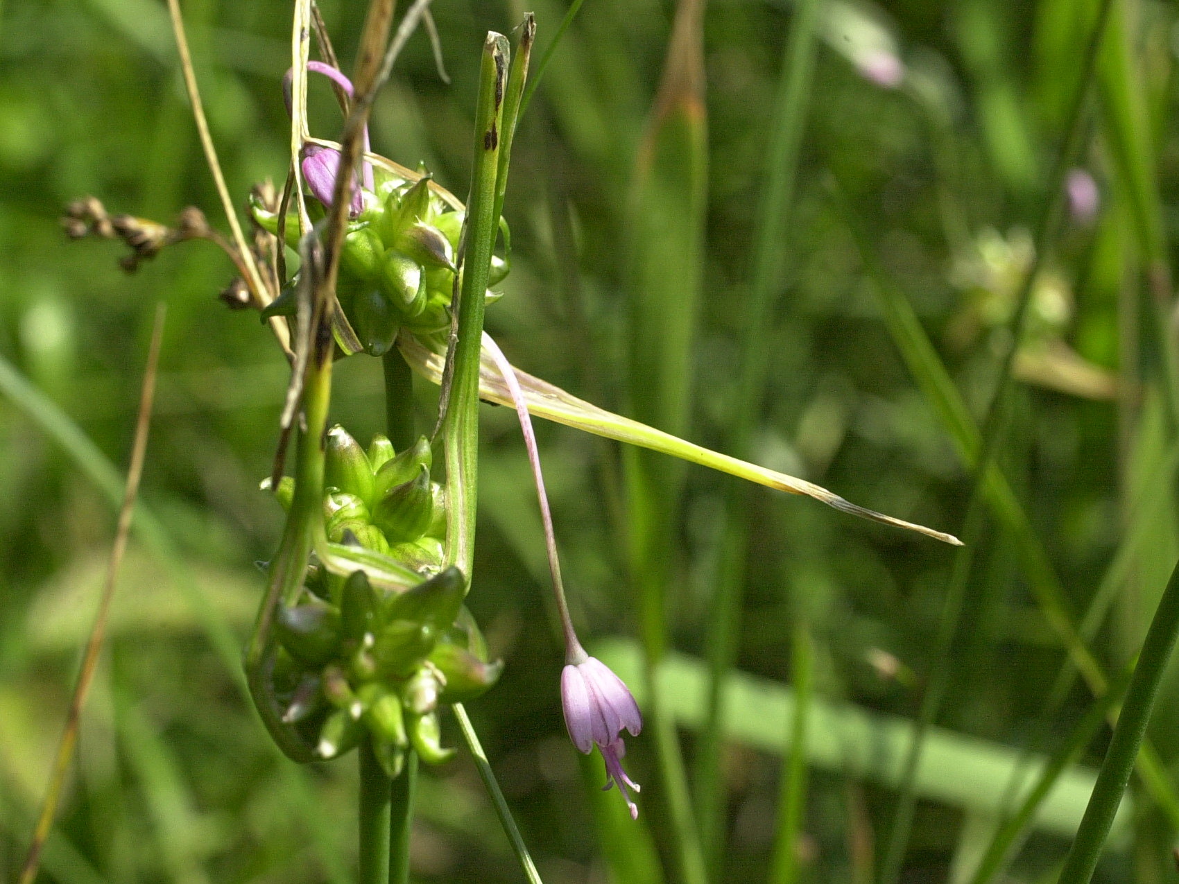 allium_carinatum4md